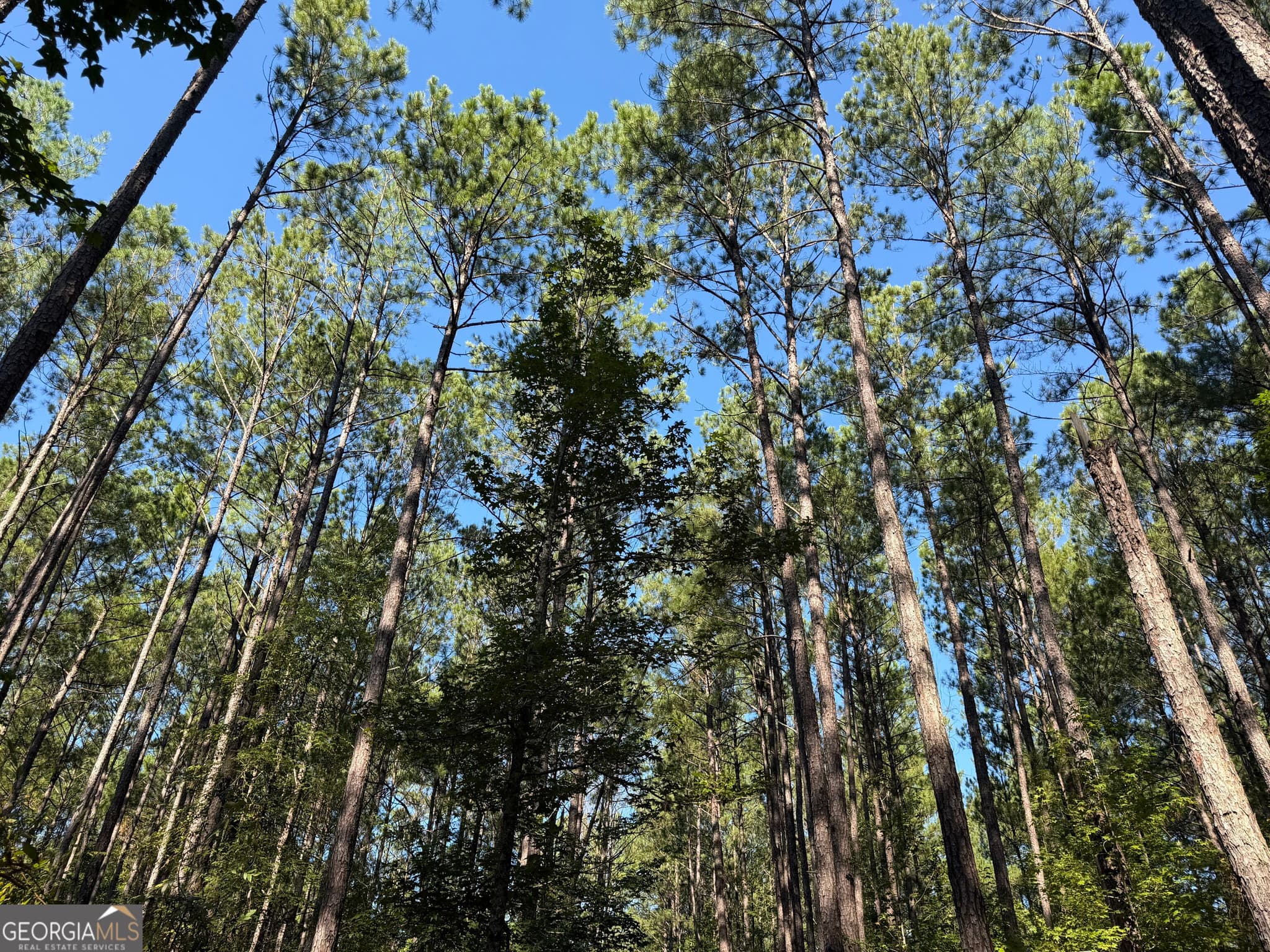 unimproved land for sale at 0 Pig Road, Bartow, GA 30413 — photo 6