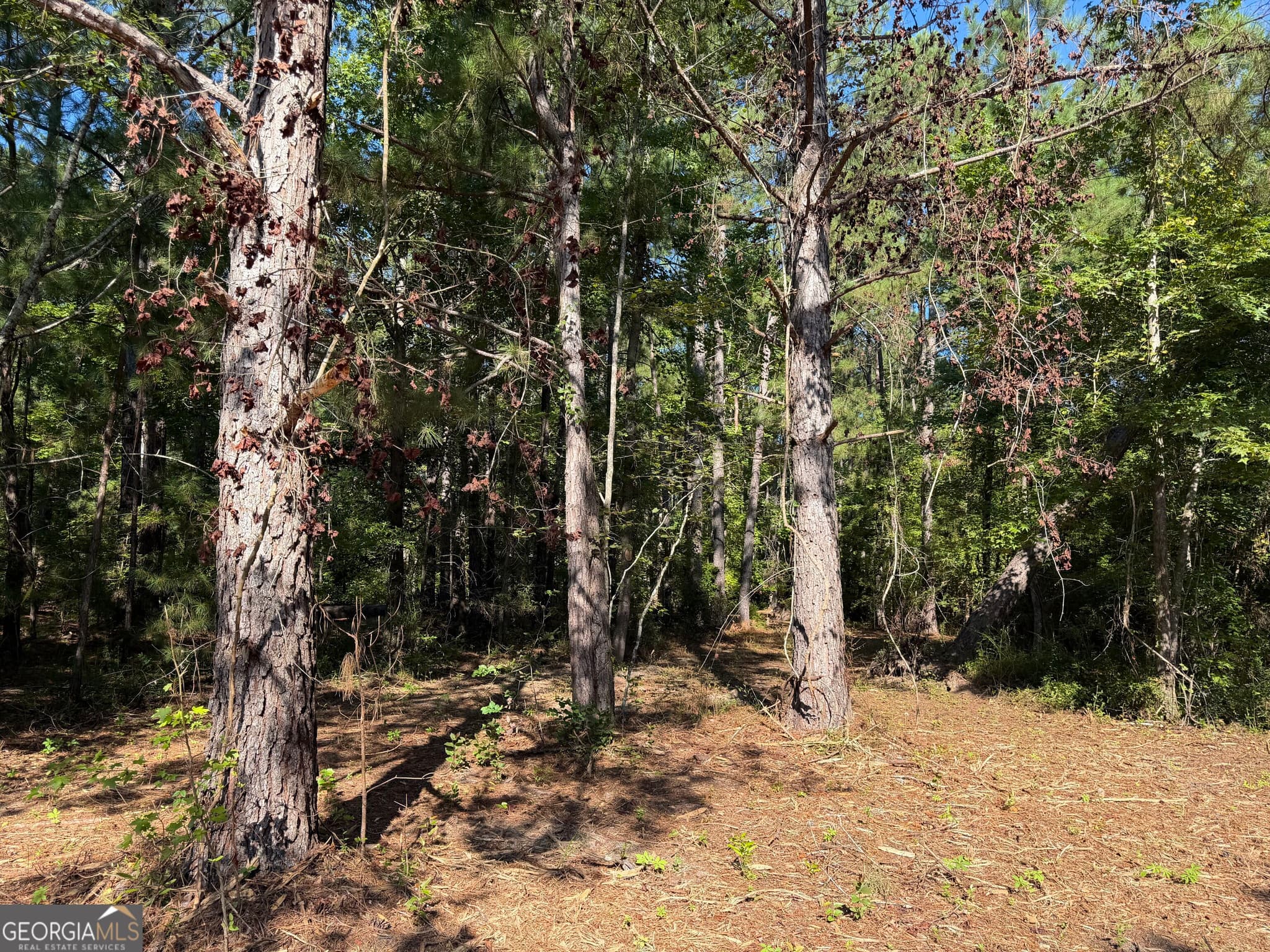 unimproved land for sale at 0 Pig Road, Bartow, GA 30413 — photo 3