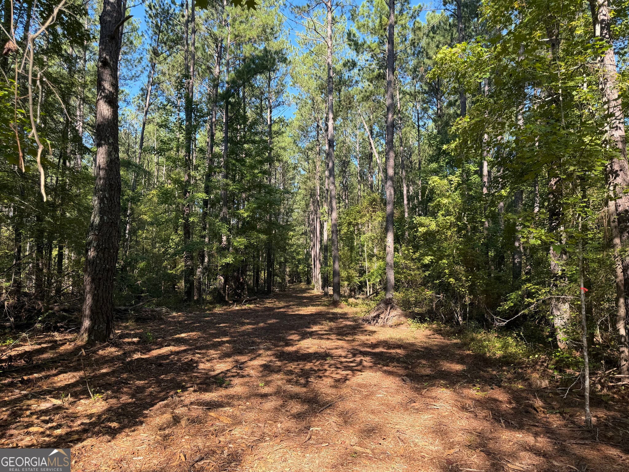 unimproved land for sale at 0 Pig Road, Bartow, GA 30413 — photo 4