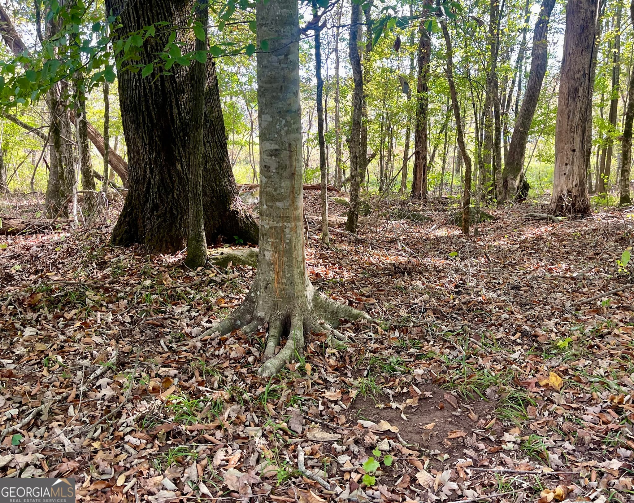 agriculture for sale at 0 Buffalo Creek Road, Carrollton, GA 30117 — photo 10
