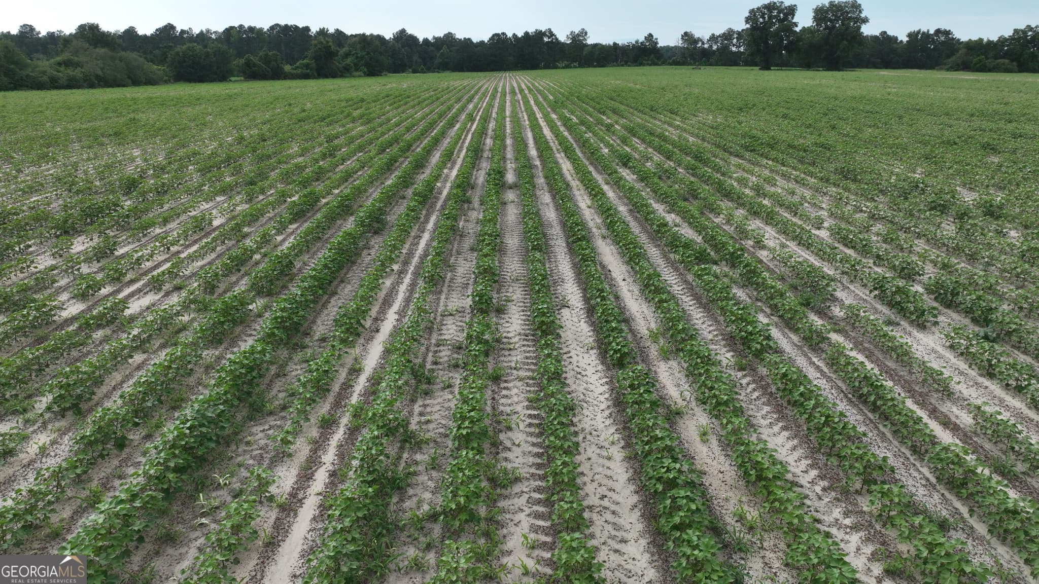 unimproved land for sale at 0 Ben Hadden Road, Stapleton, GA 30823 — photo 4
