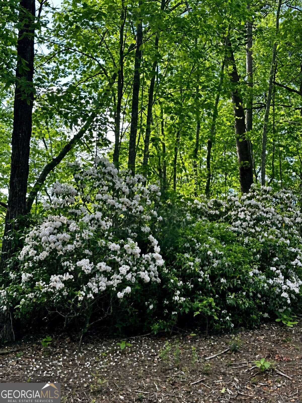 residential lot for sale at LOT 31 Blue Horizon Drive, Blue Ridge, GA 30513 — photo 6
