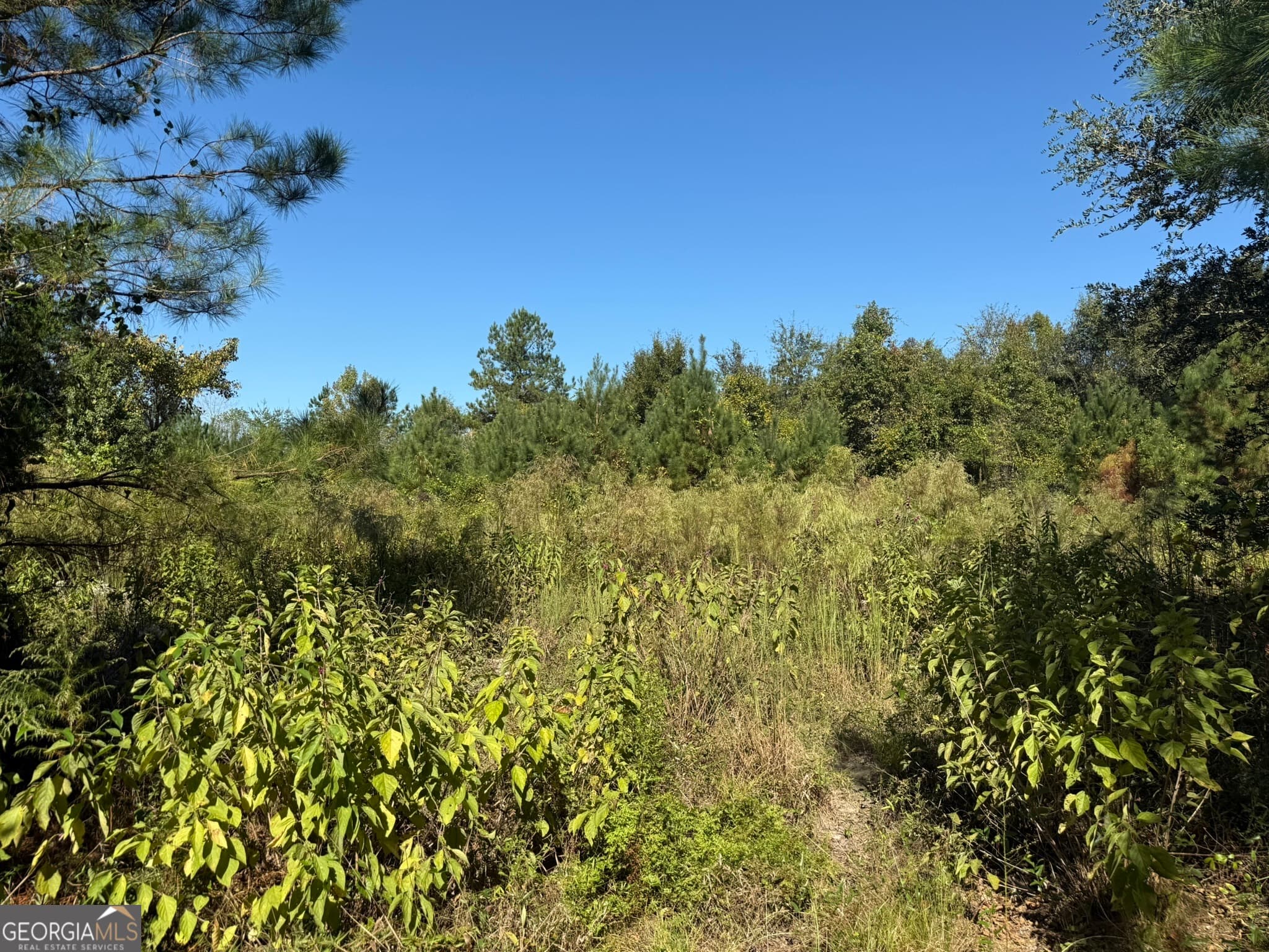 agriculture for sale at 009 Mt Zion Road, Gordon, AL 36343 — photo 2