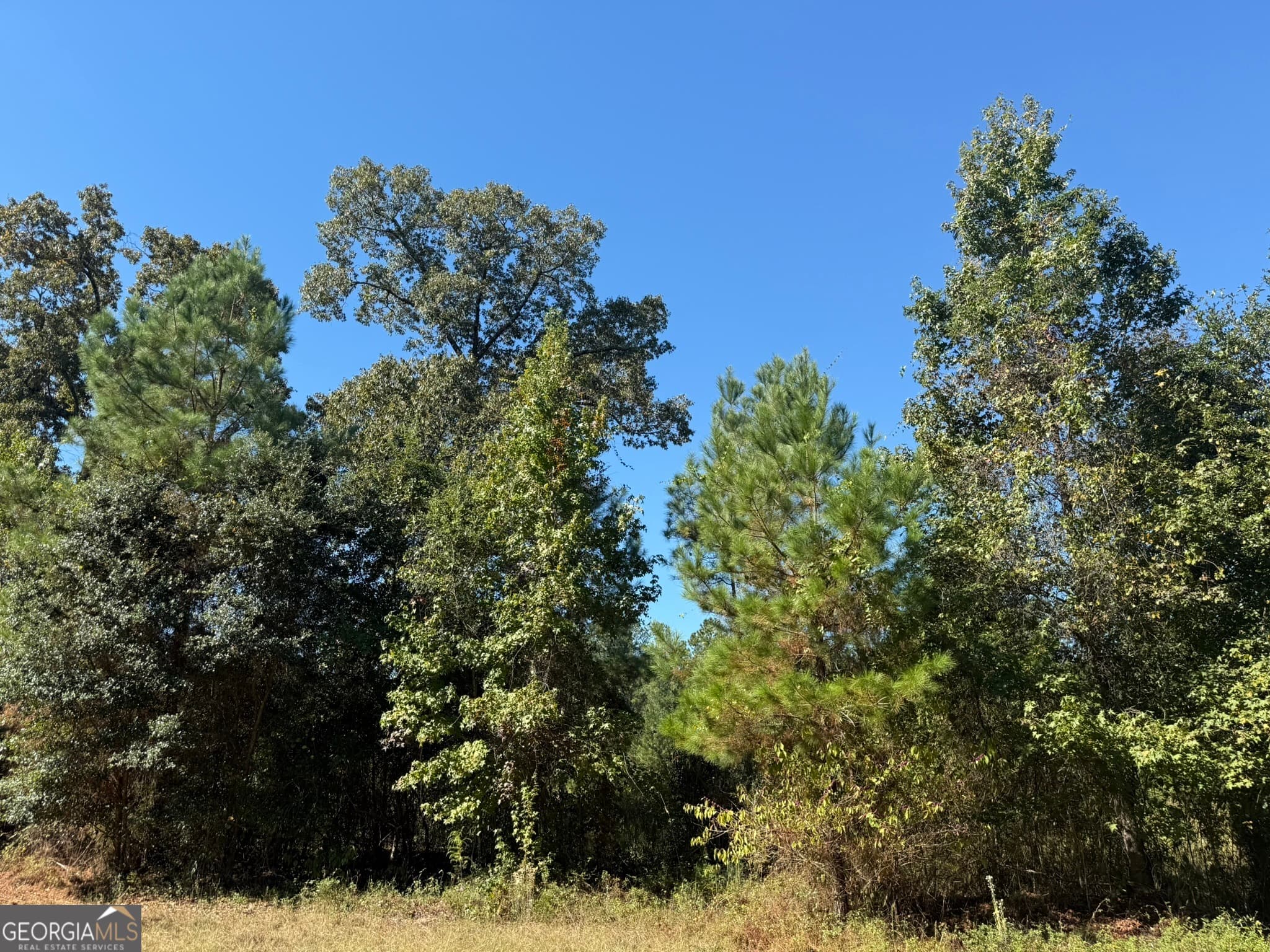agriculture for sale at 009 Mt Zion Road, Gordon, AL 36343 — photo 7