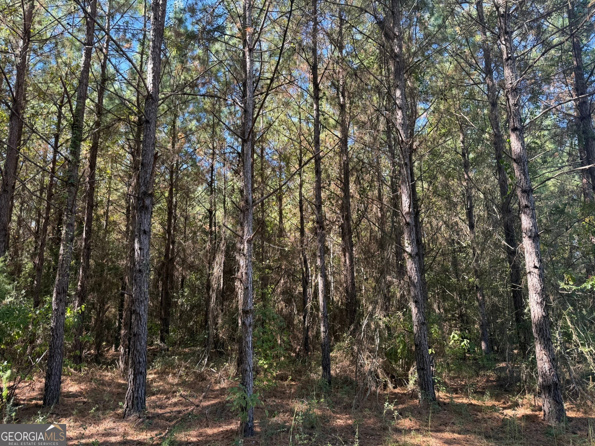 agriculture for sale at 009 Mt Zion Road, Gordon, AL 36343 — photo 9