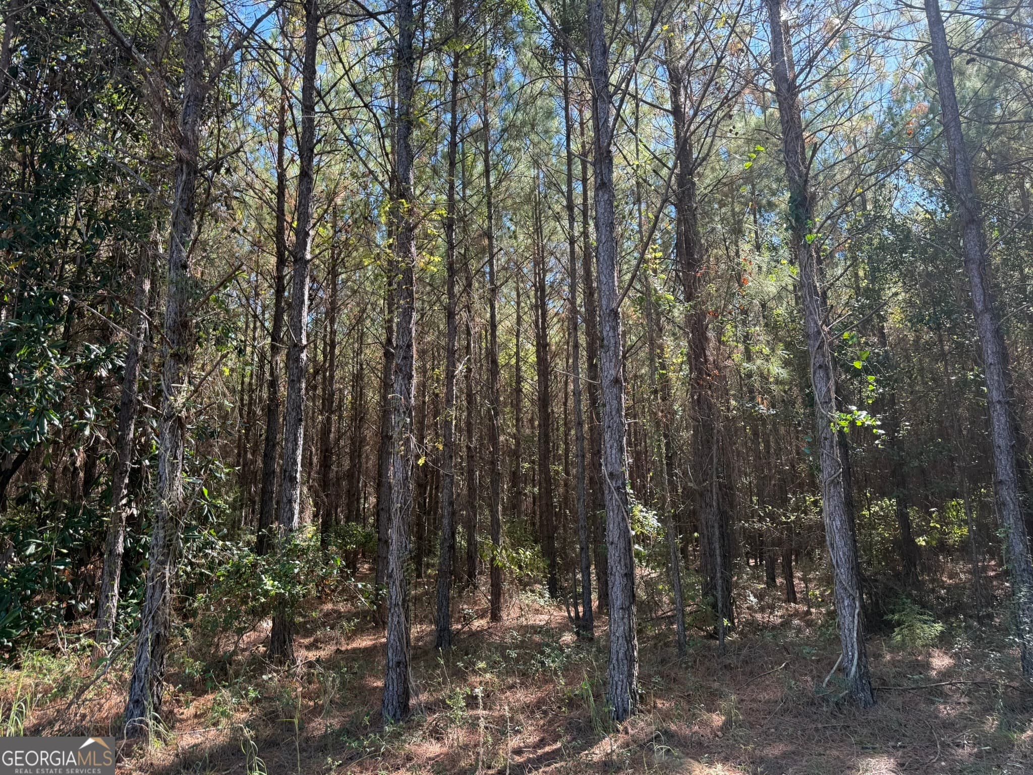 agriculture for sale at 009 Mt Zion Road, Gordon, AL 36343 — photo 8