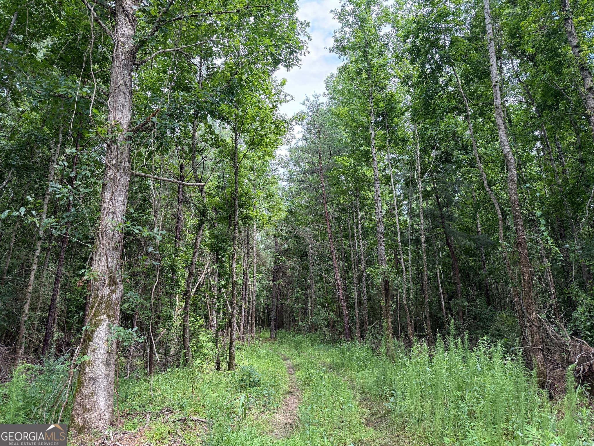 agriculture for sale at 004 County Rd 445, Haleyville, AL 35565 — photo 2