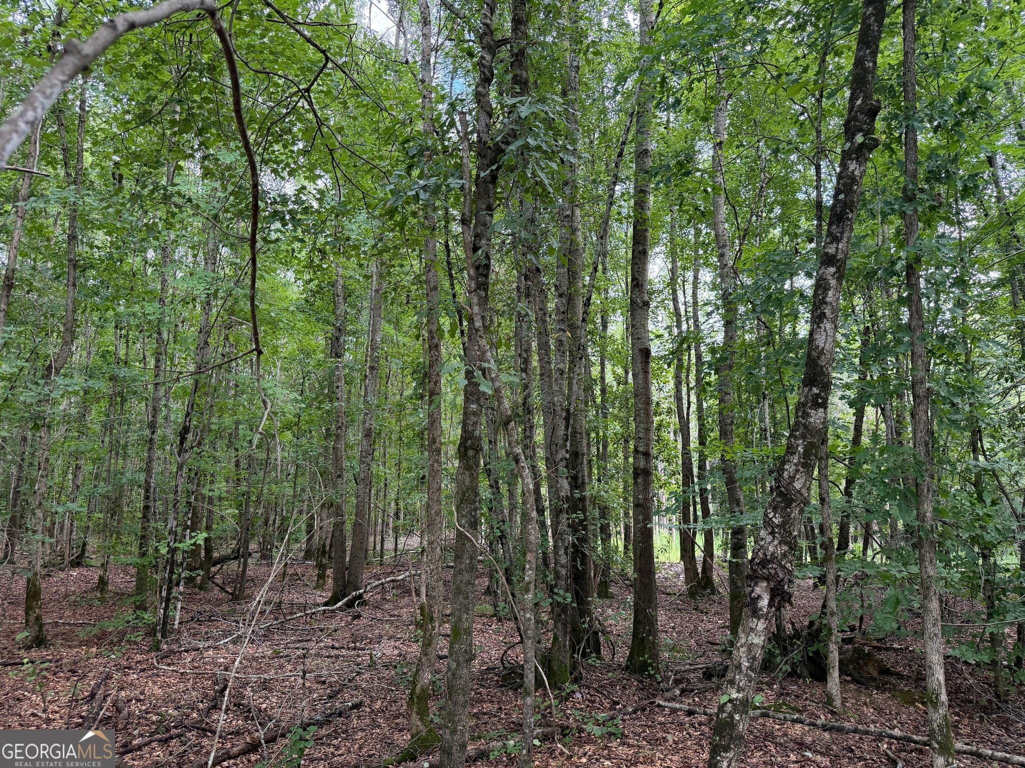 agriculture for sale at 004 County Rd 445, Haleyville, AL 35565 — photo 6