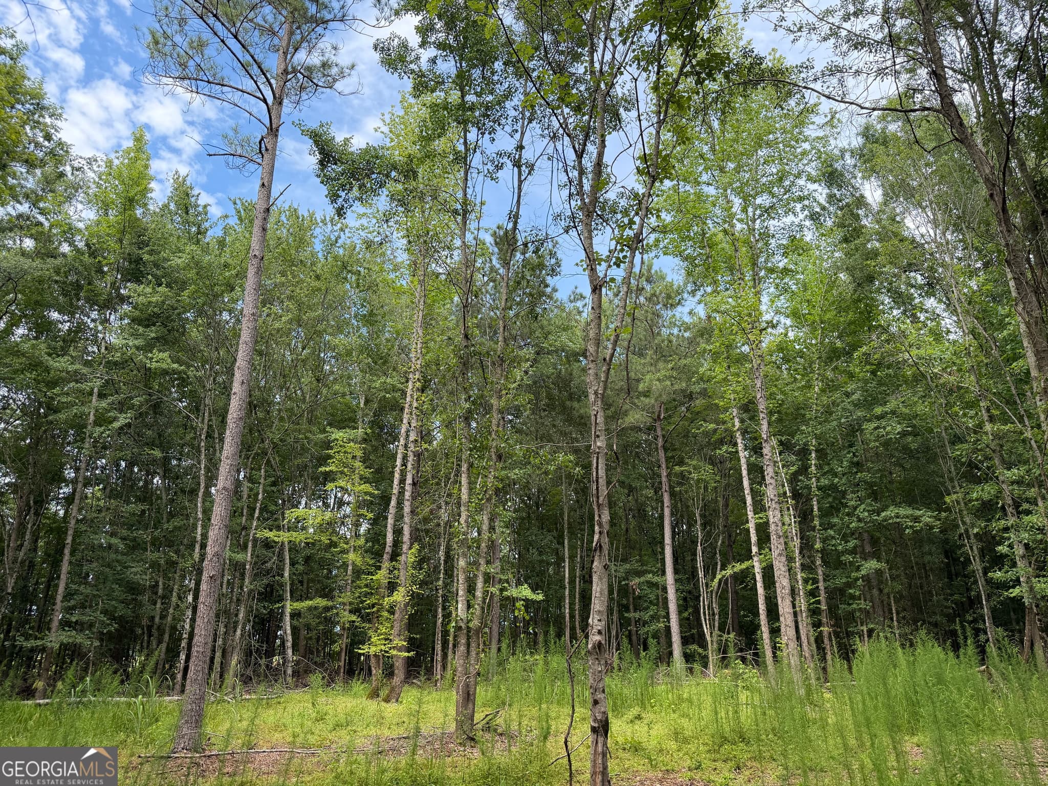 agriculture for sale at 004 County Rd 445, Haleyville, AL 35565 — photo 7