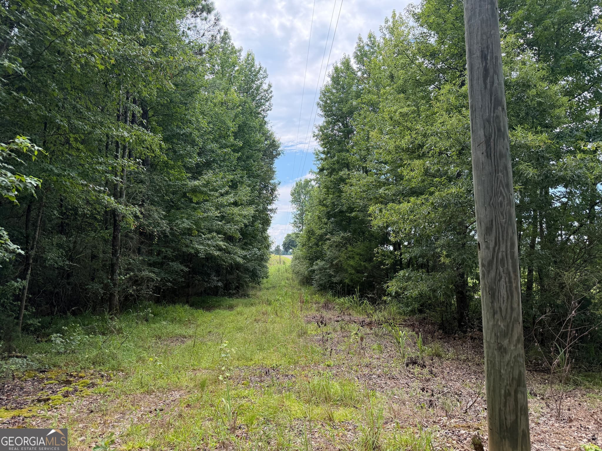 agriculture for sale at 004 County Rd 445, Haleyville, AL 35565 — photo 5