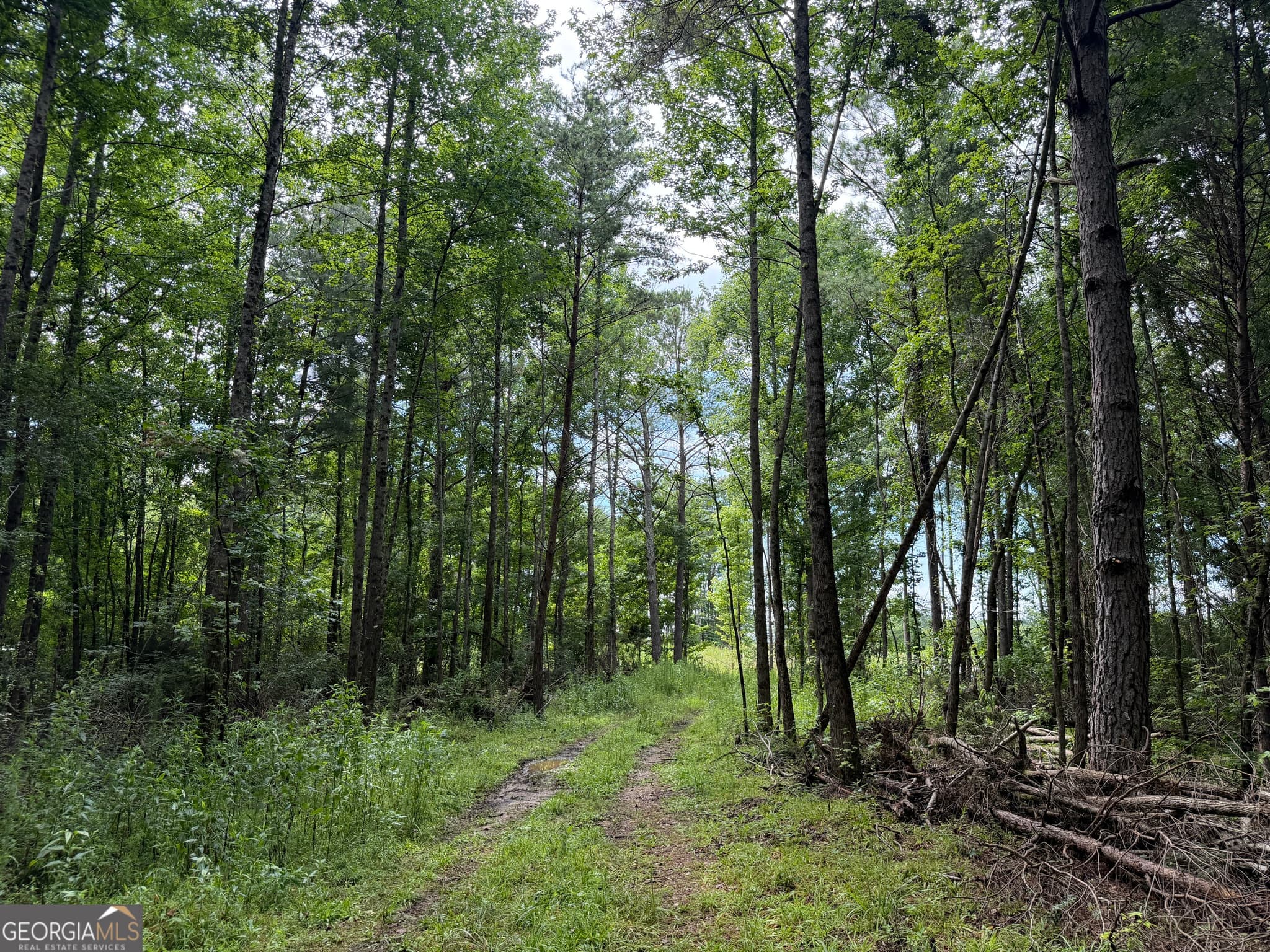agriculture for sale at 004 County Rd 445, Haleyville, AL 35565 — photo 9