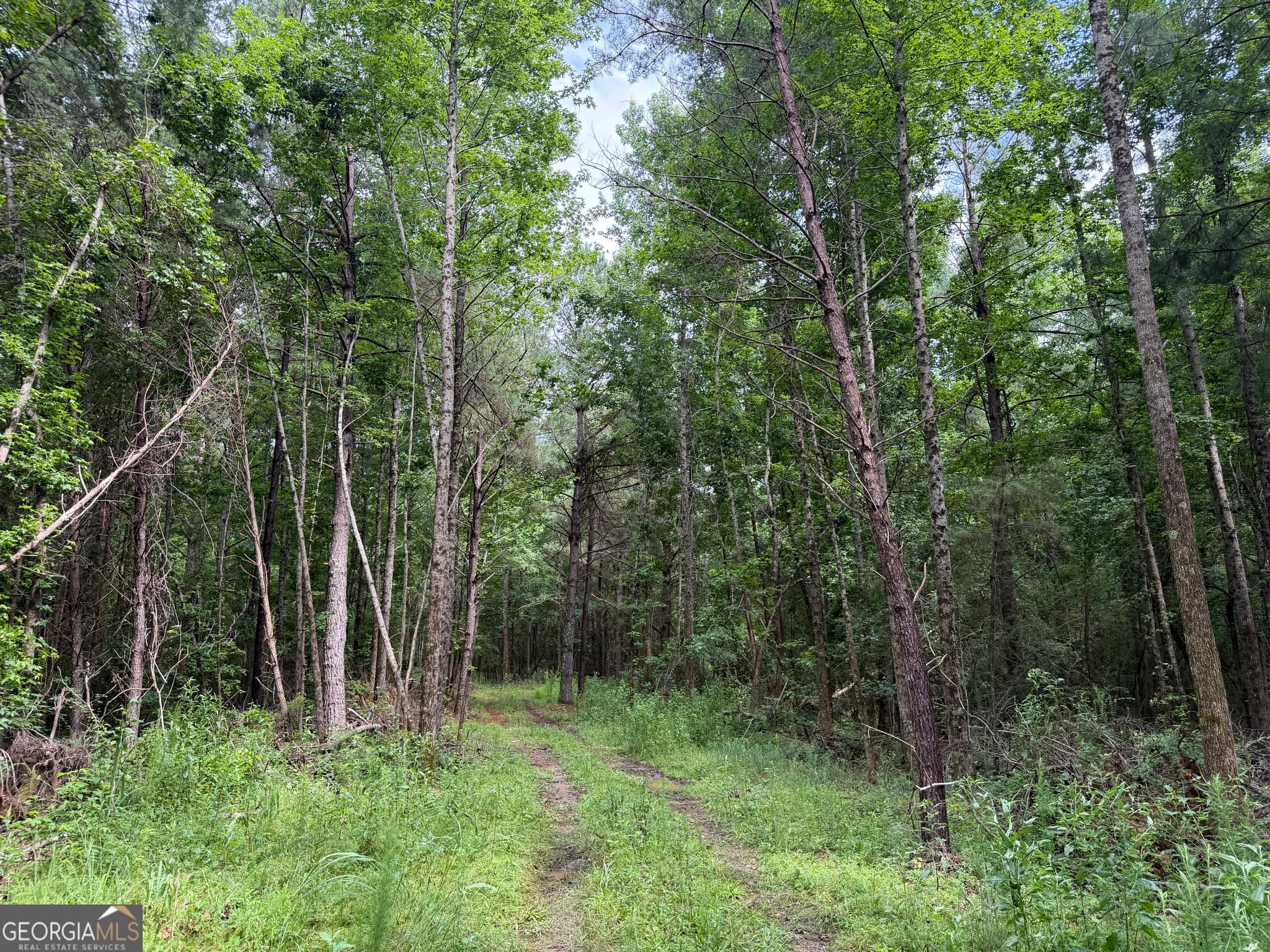 agriculture for sale at 004 County Rd 445, Haleyville, AL 35565 — photo 10