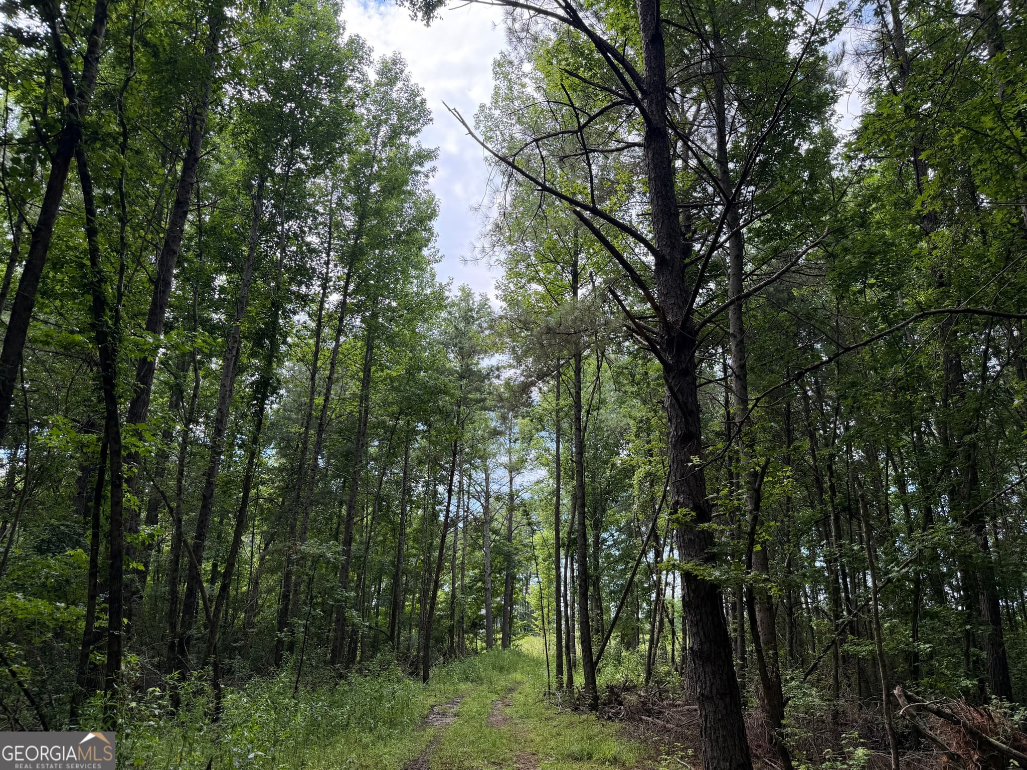 agriculture for sale at 004 County Rd 445, Haleyville, AL 35565 — photo 8