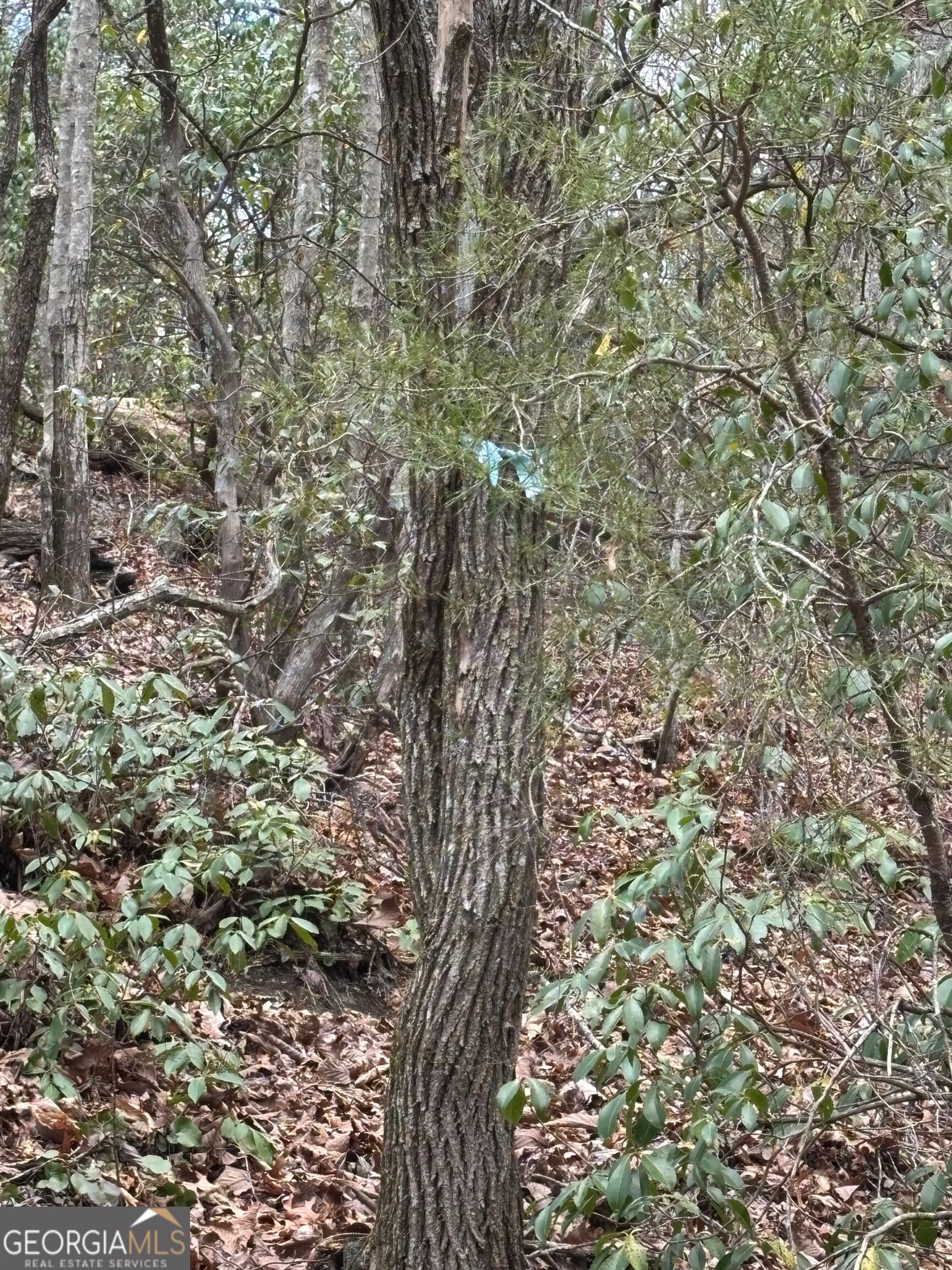 residential lot for sale at 0 Laurel Branch, Dawsonville, GA 30534 — photo 3