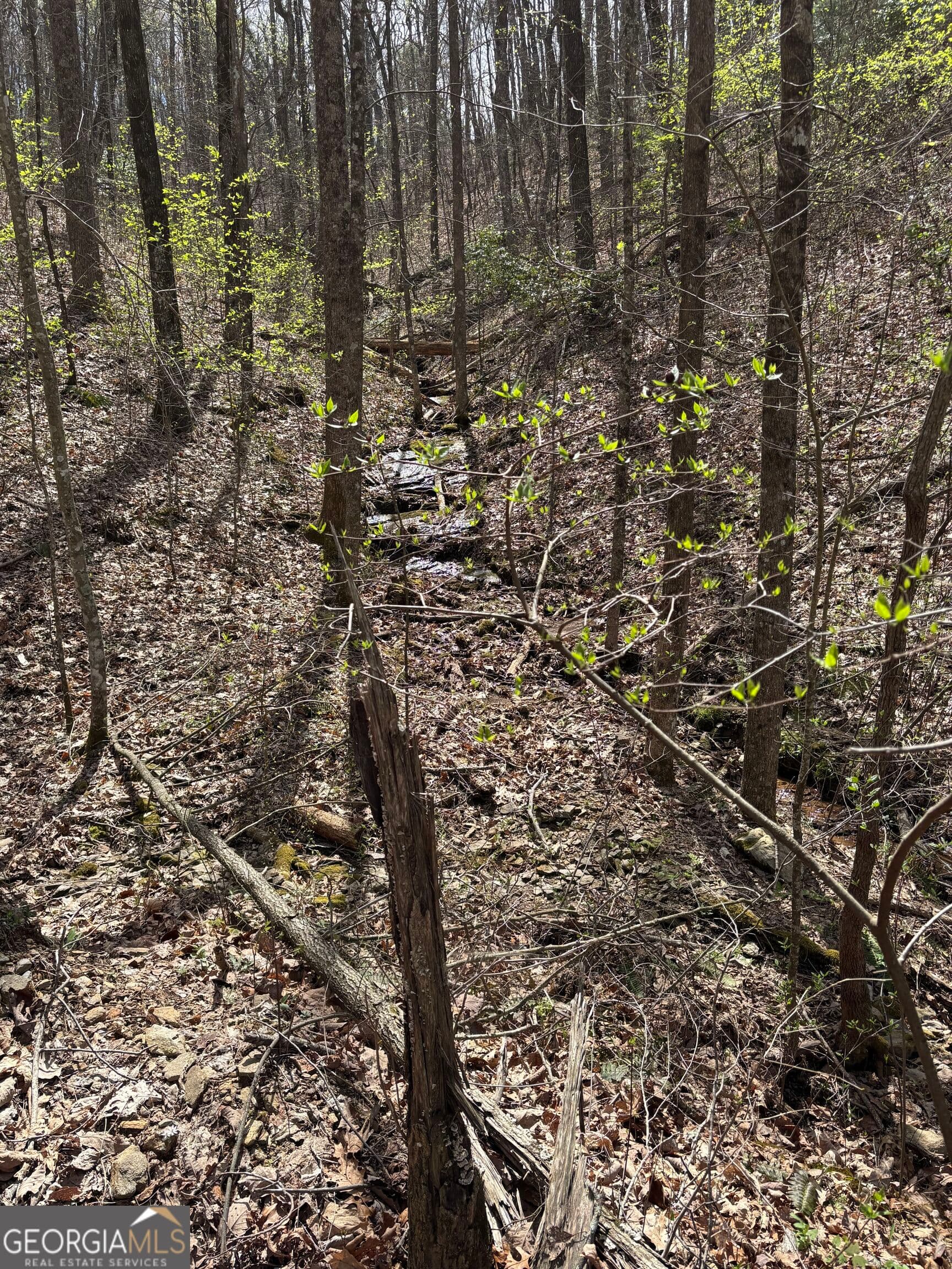 residential lot for sale at 0 Laurel Branch, Dawsonville, GA 30534 — photo 10