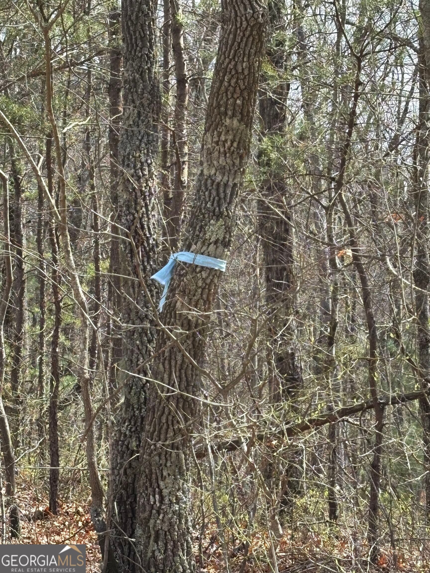 residential lot for sale at 0 Laurel Branch, Dawsonville, GA 30534 — photo 4