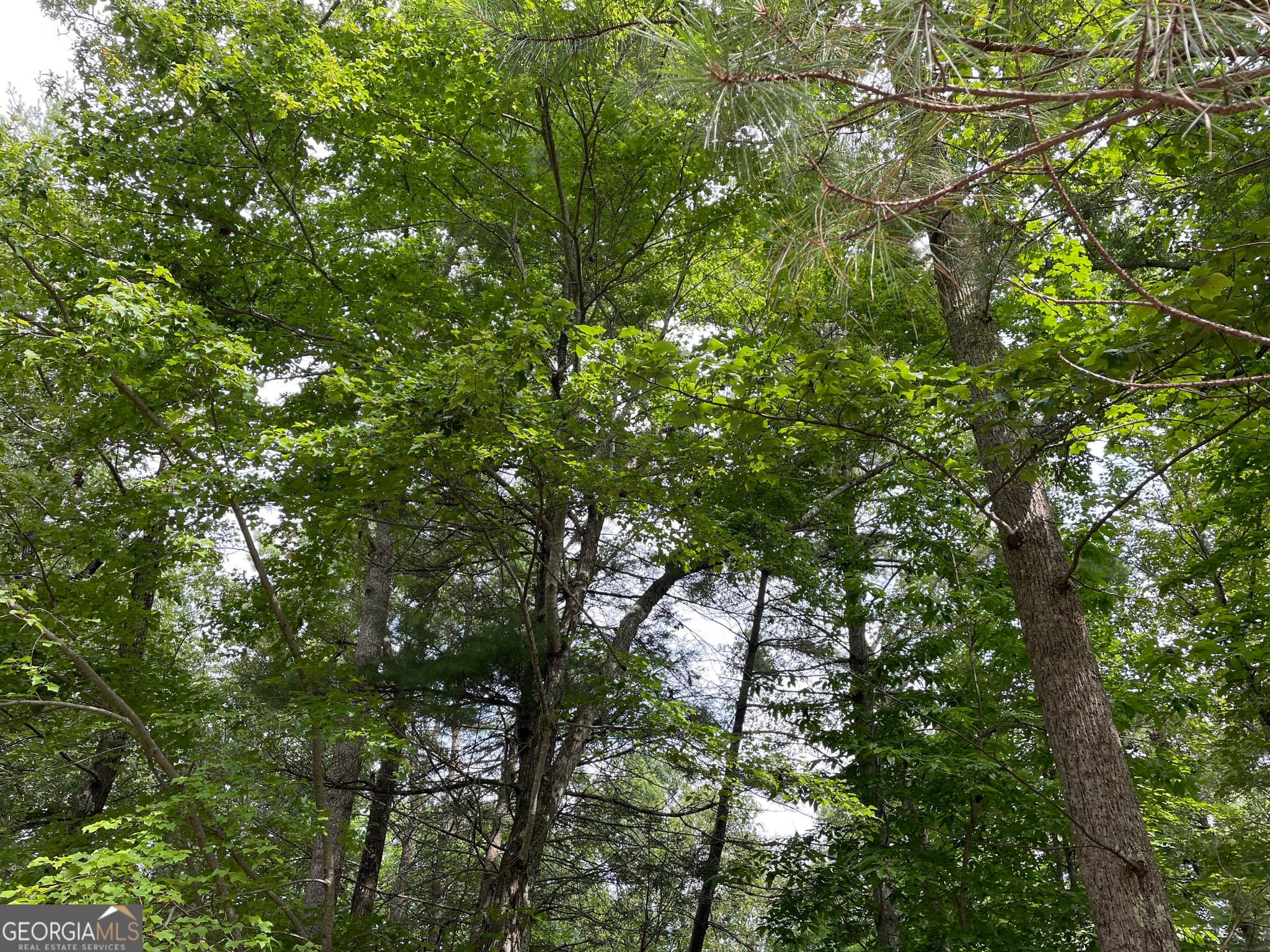 residential lot for sale at LOT13 Sour Apple Lane 13, Blairsville, GA 30512 — photo 2