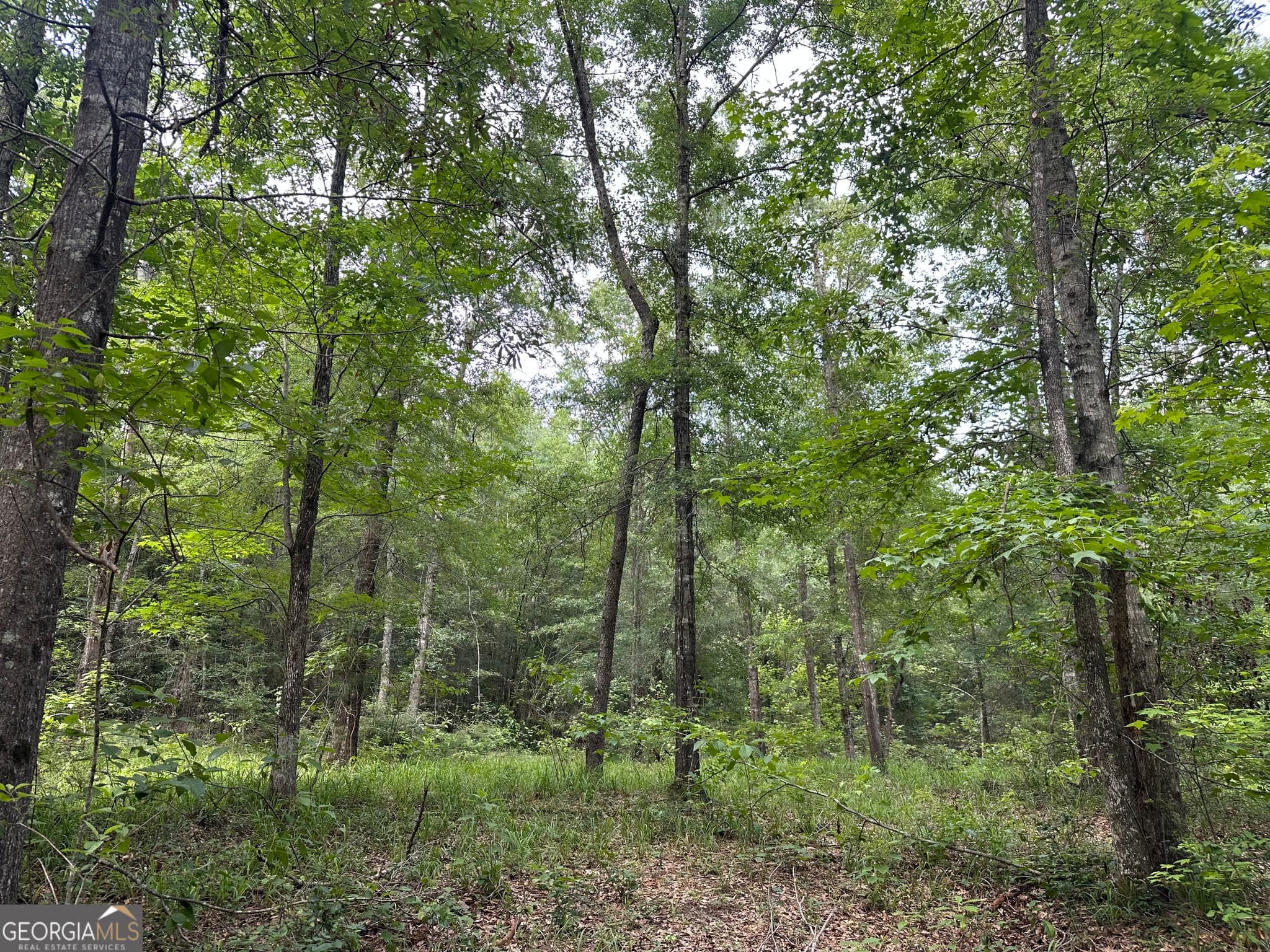 agriculture for sale at 699 GA Highway 96, Irwinton, GA 31042 — photo 6