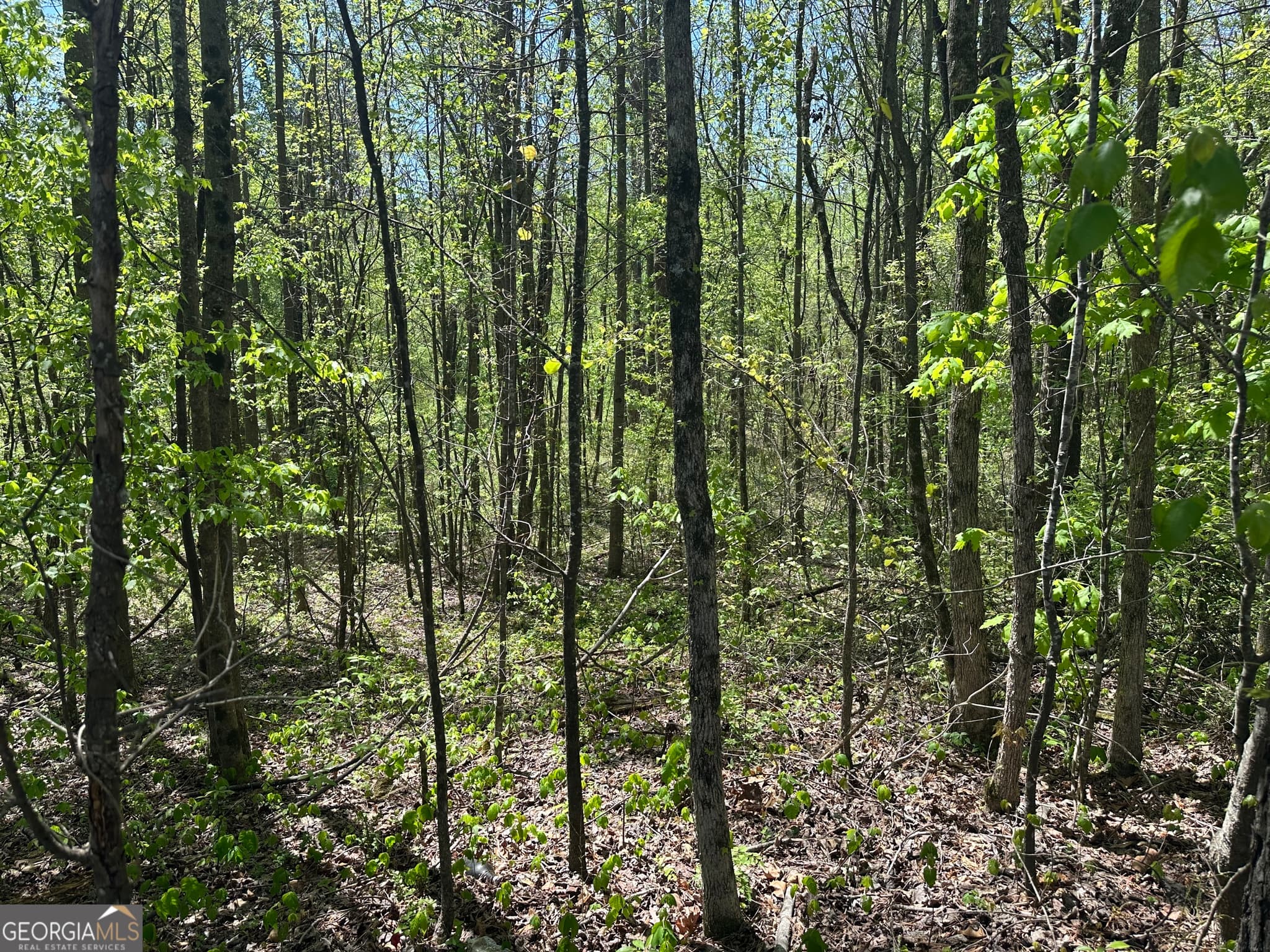unimproved land for sale at 0 N. 411 Highway, Eton, GA 30705 — photo 2