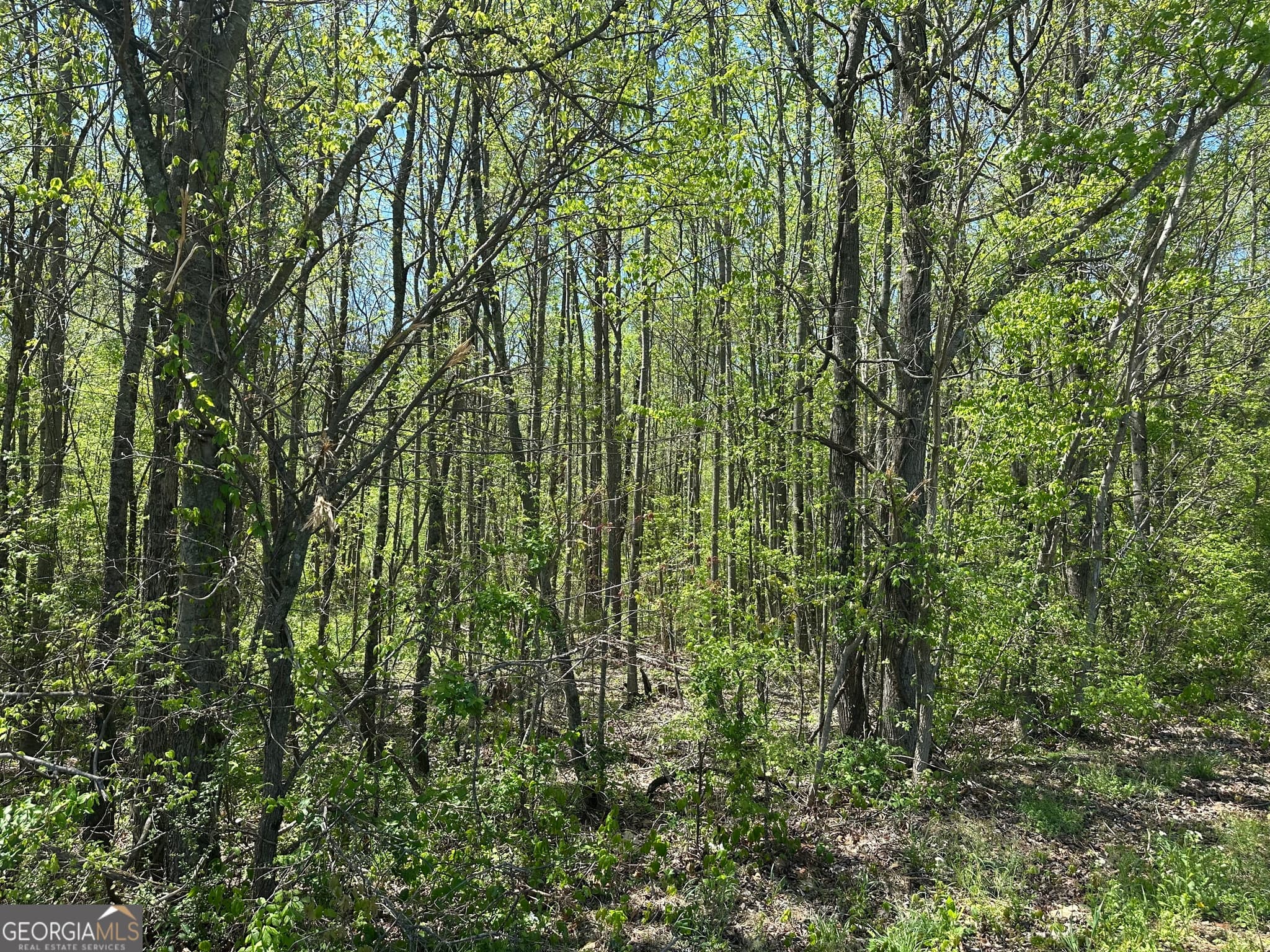 unimproved land for sale at 0 N. 411 Highway, Eton, GA 30705 — photo 1 of 7