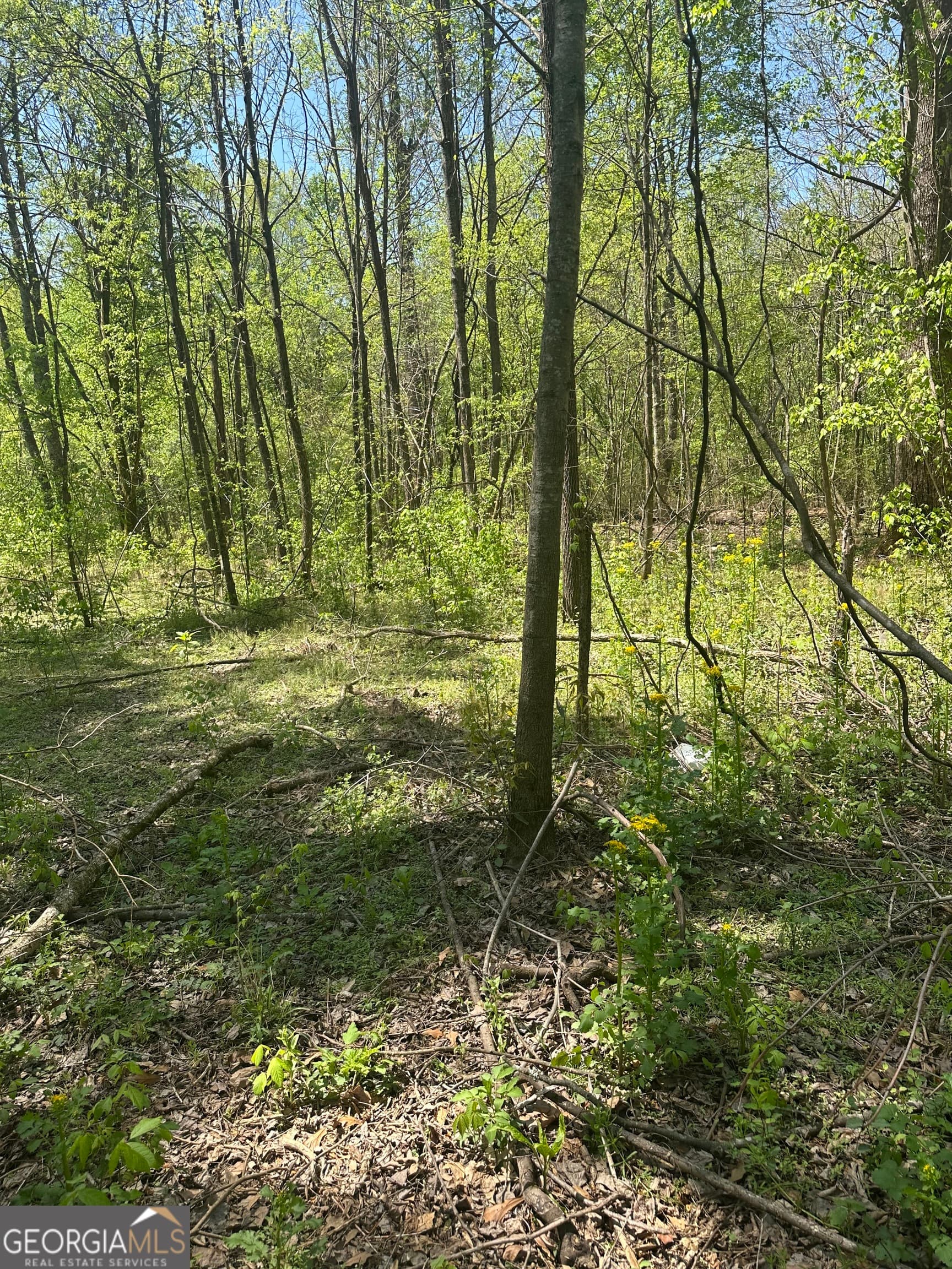 unimproved land for sale at 0 N. 411 Highway, Eton, GA 30705 — photo 5
