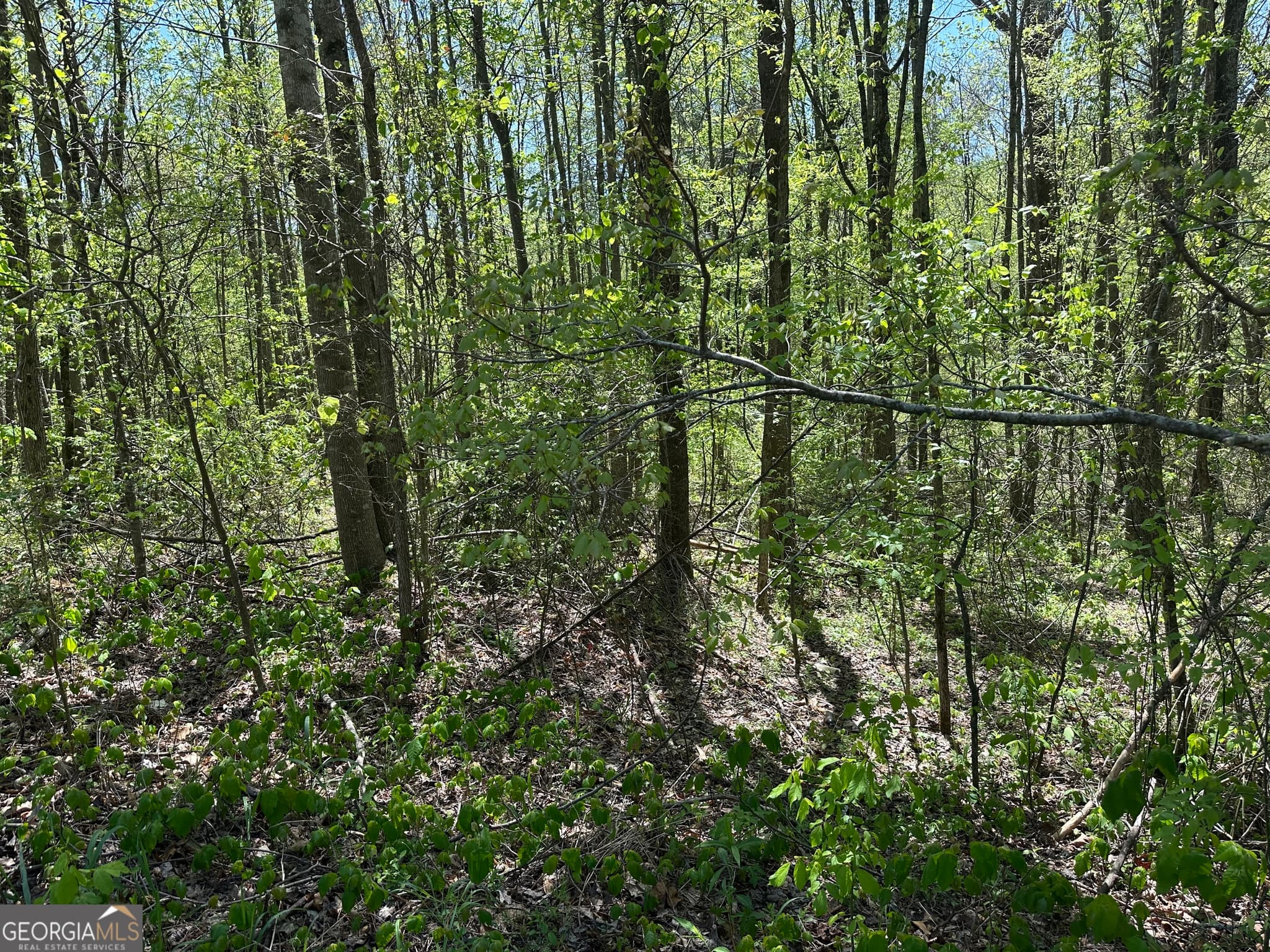 unimproved land for sale at 0 N. 411 Highway, Eton, GA 30705 — photo 4