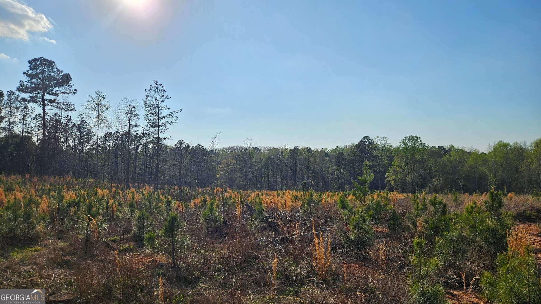 agriculture for sale at 0 Hwy 15, Greensboro, GA 30642 — photo 7