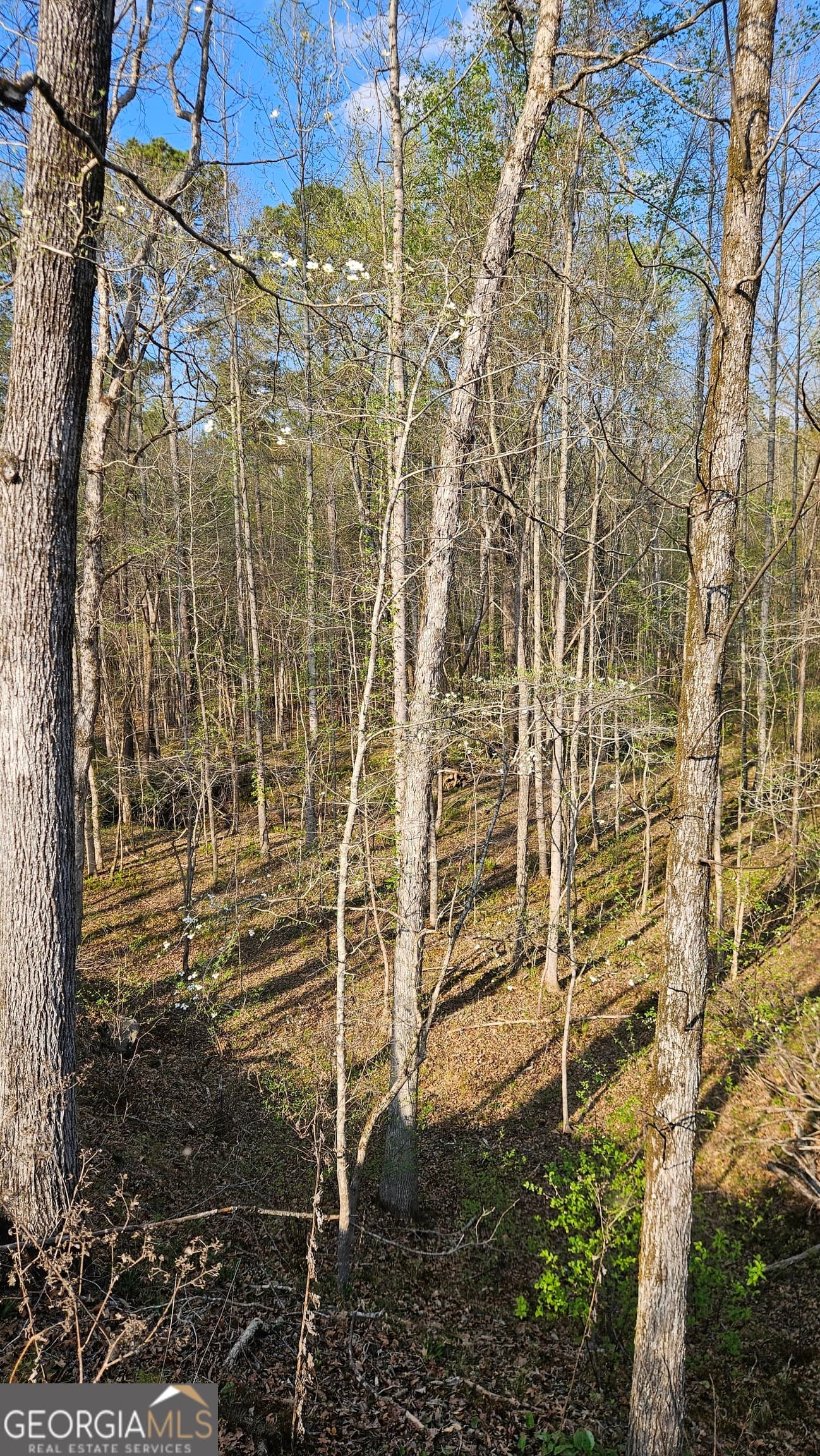 agriculture for sale at 0 Hwy 15, Greensboro, GA 30642 — photo 3
