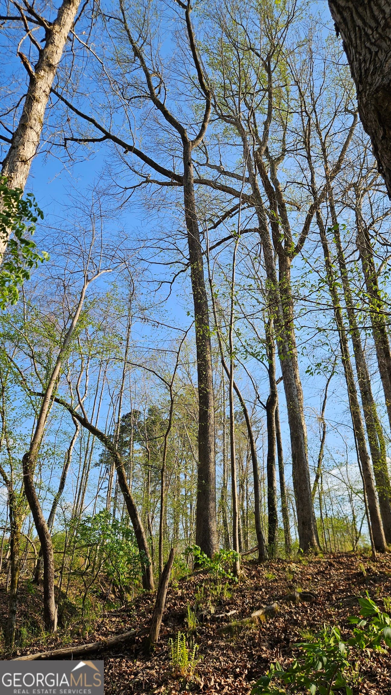 agriculture for sale at 0 Hwy 15, Greensboro, GA 30642 — photo 5