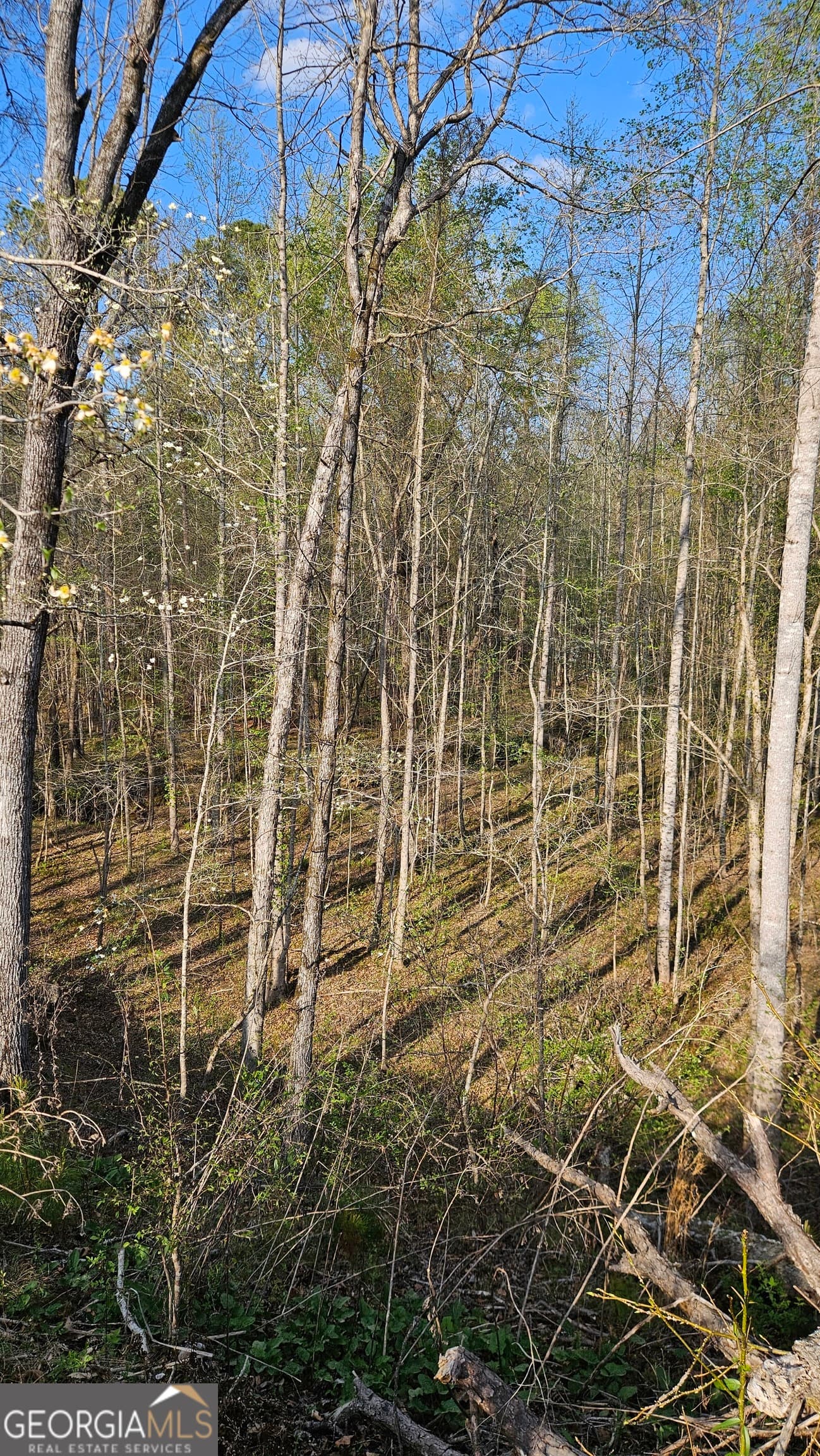 agriculture for sale at 0 Hwy 15, Greensboro, GA 30642 — photo 10