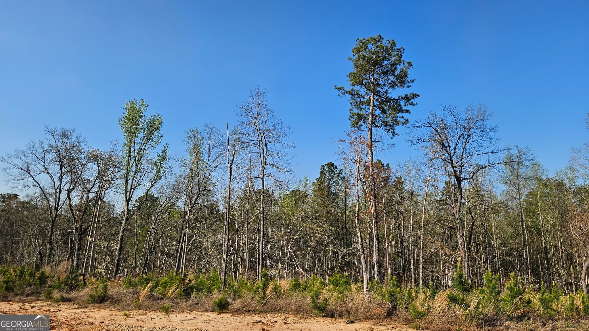 agriculture for sale at 0 Hwy 15, Greensboro, GA 30642 — photo 8