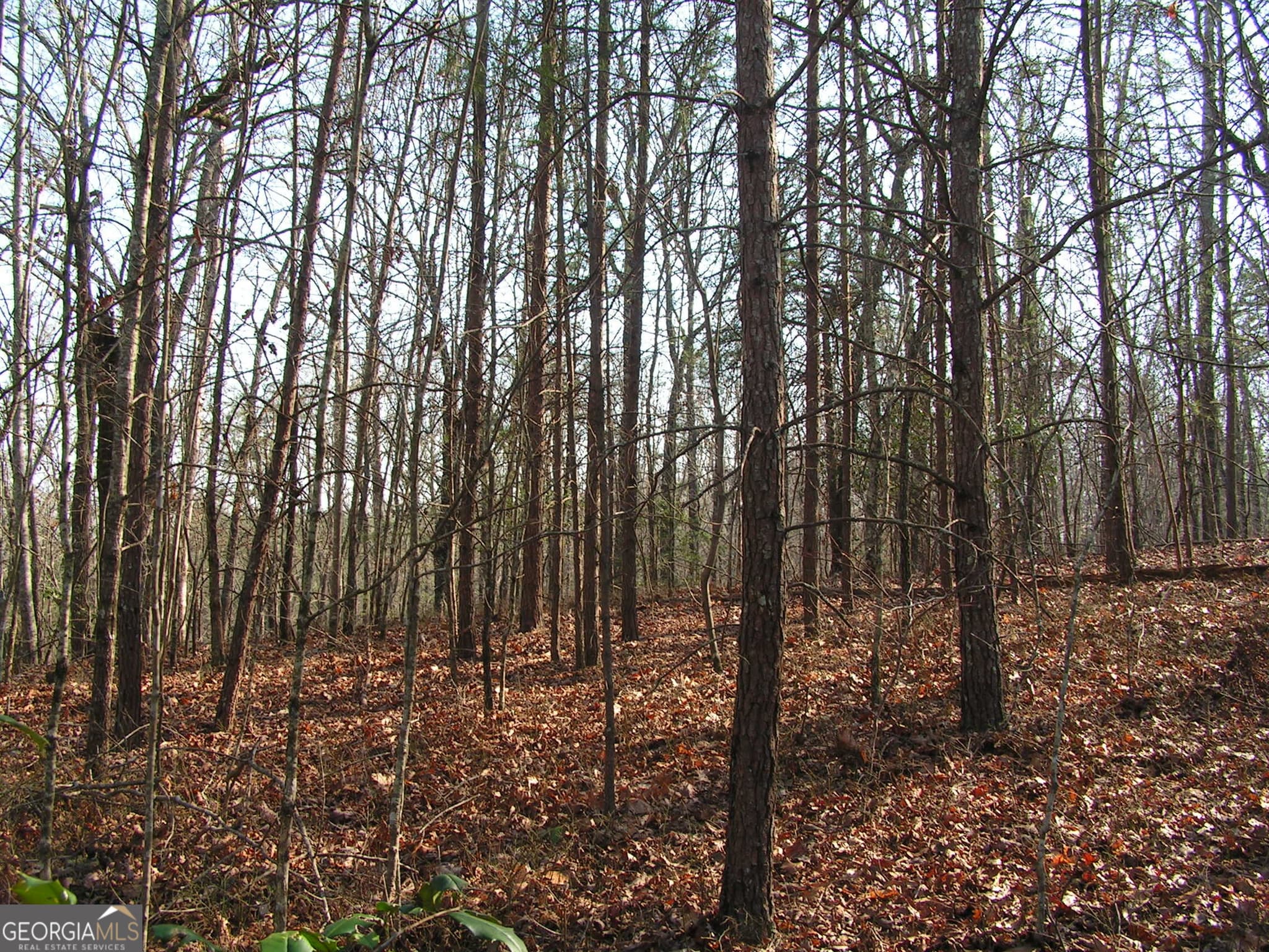 unimproved land for sale at 0 Mount Pleasant Church Road, Cleveland, GA 30528 — photo 1 of 7