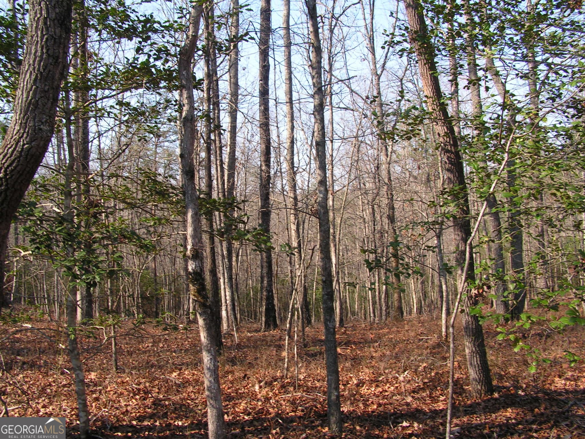 unimproved land for sale at 0 Mount Pleasant Church Road, Cleveland, GA 30528 — photo 4