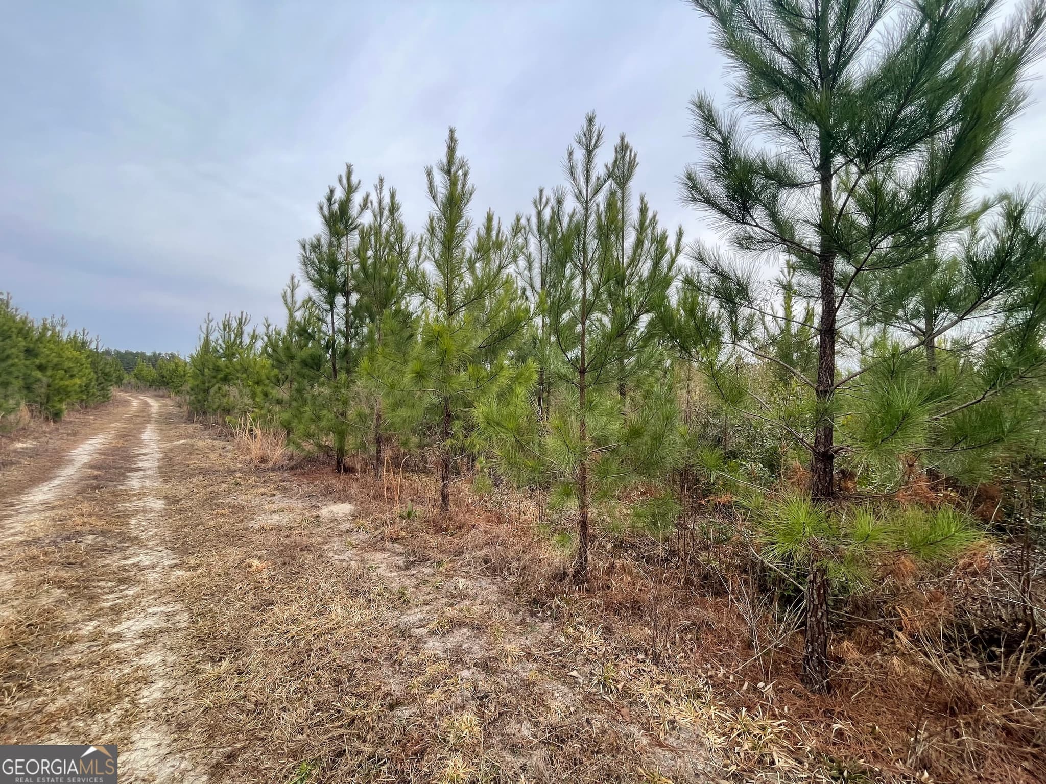 agriculture for sale at 1 Newington Highway, Sylvania, GA 30467 — photo 10