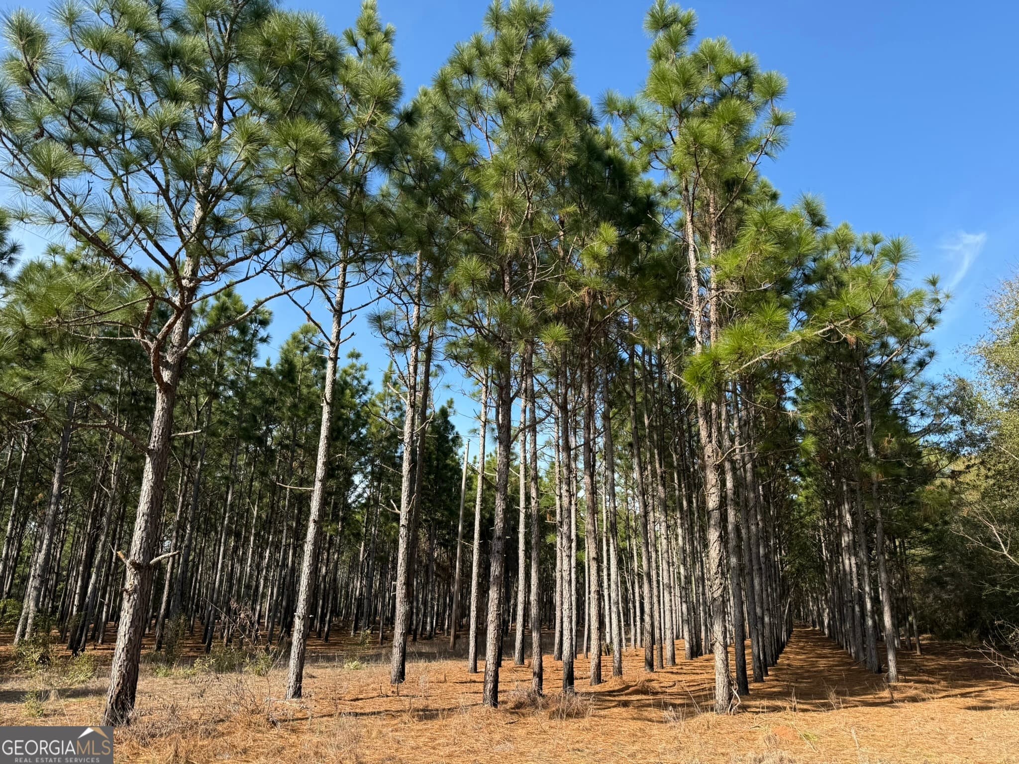 agriculture for sale at 014 Hwy 45, Plains, GA 31780 — photo 2