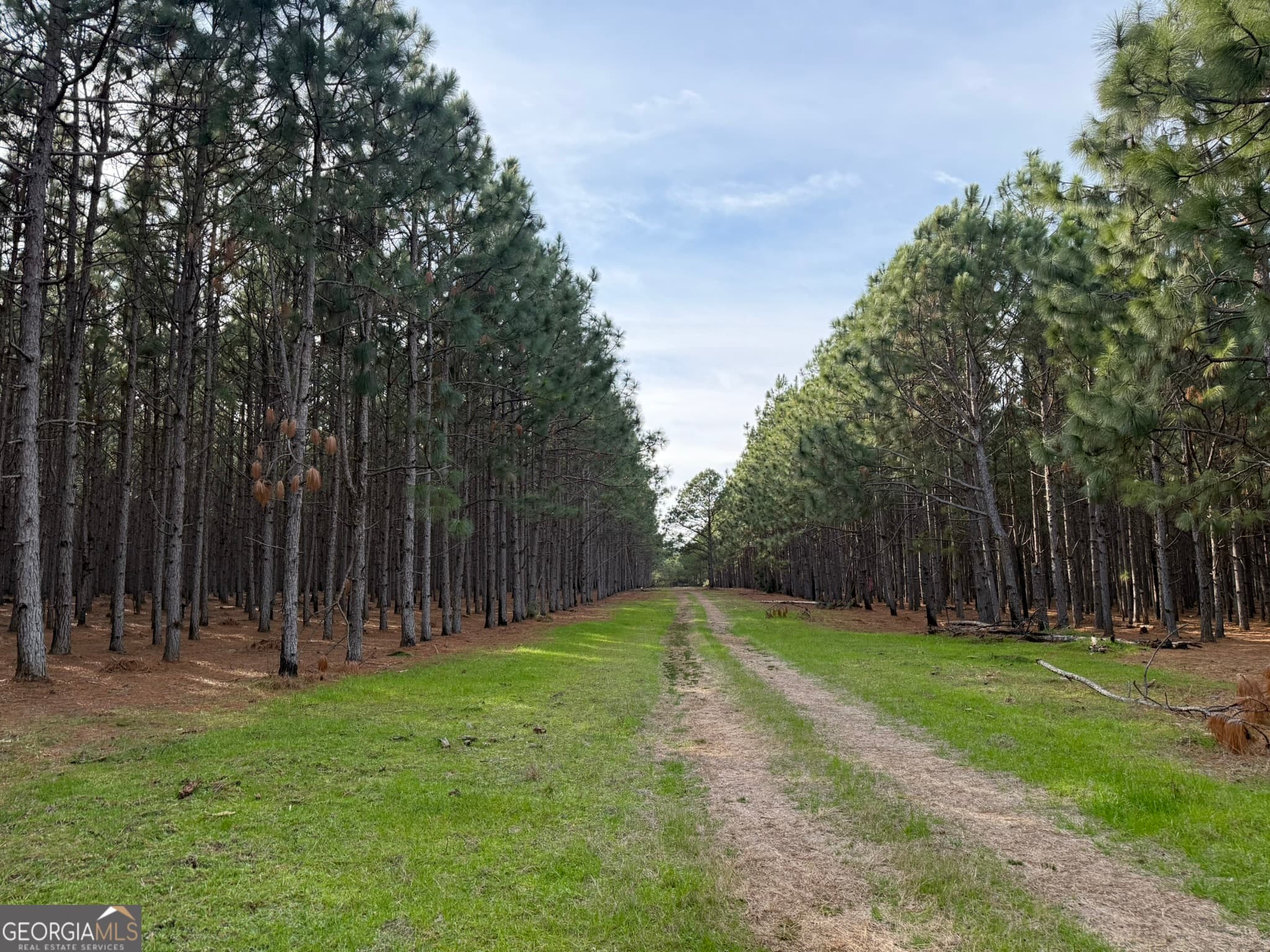 agriculture for sale at 014 Hwy 45, Plains, GA 31780 — photo 7