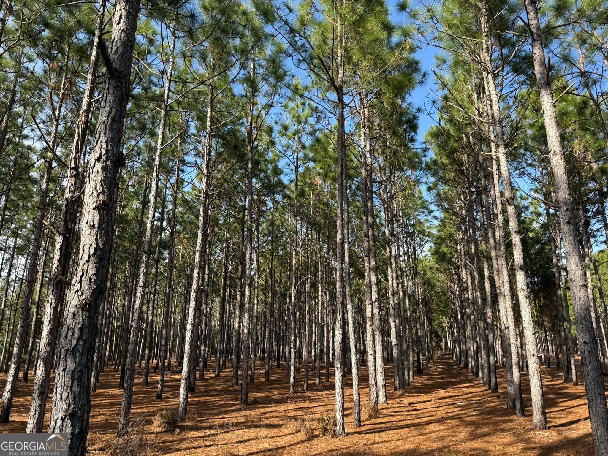 agriculture for sale at 014 Hwy 45, Plains, GA 31780 — photo 4