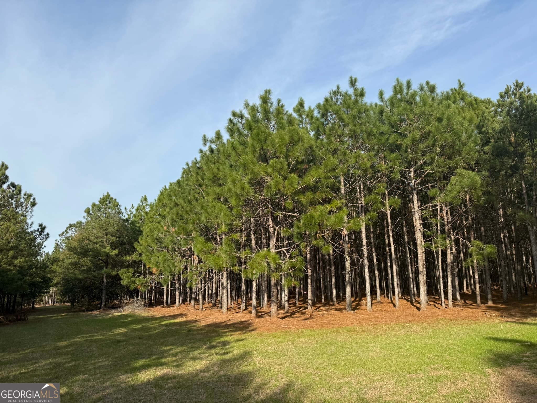 agriculture for sale at 014 Hwy 45, Plains, GA 31780 — photo 8