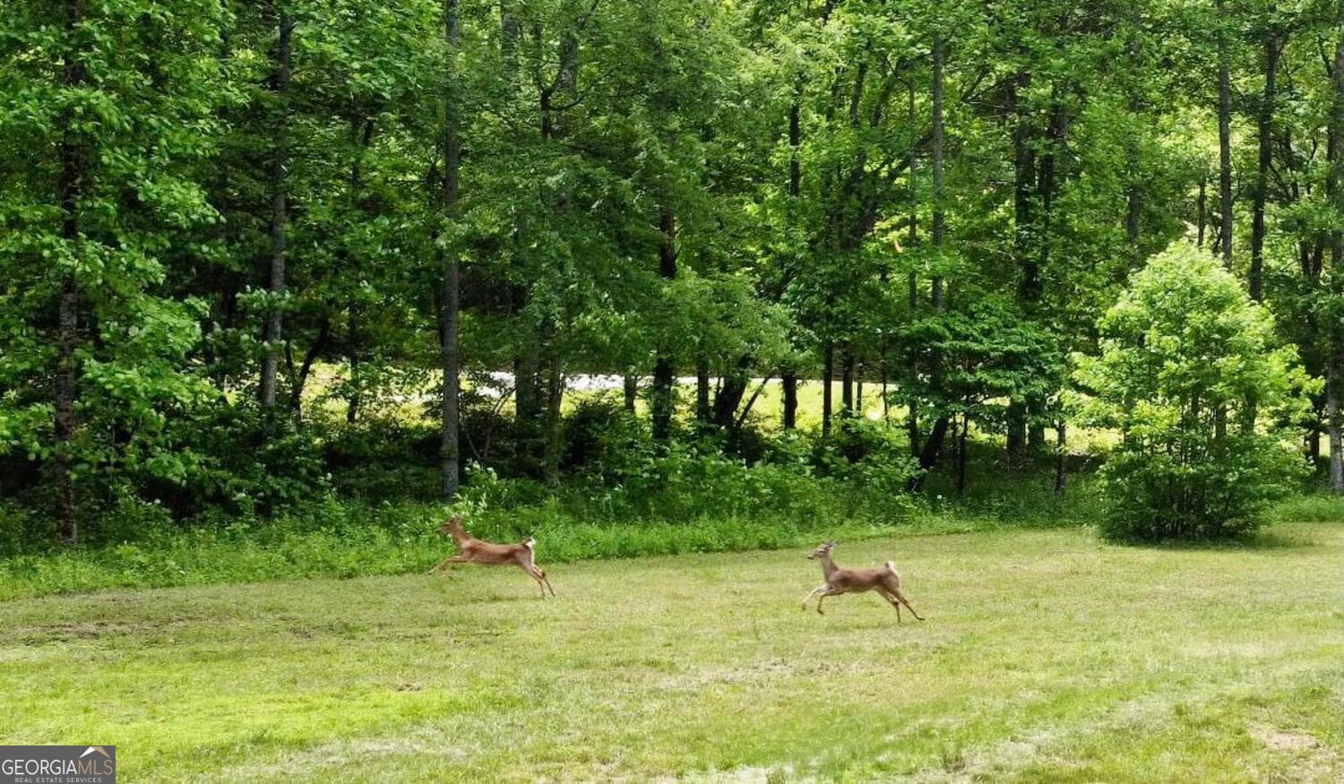 residential lot for sale at TRACT 1 Timber Ridge Road, Blairsville, GA 30512 — photo 5