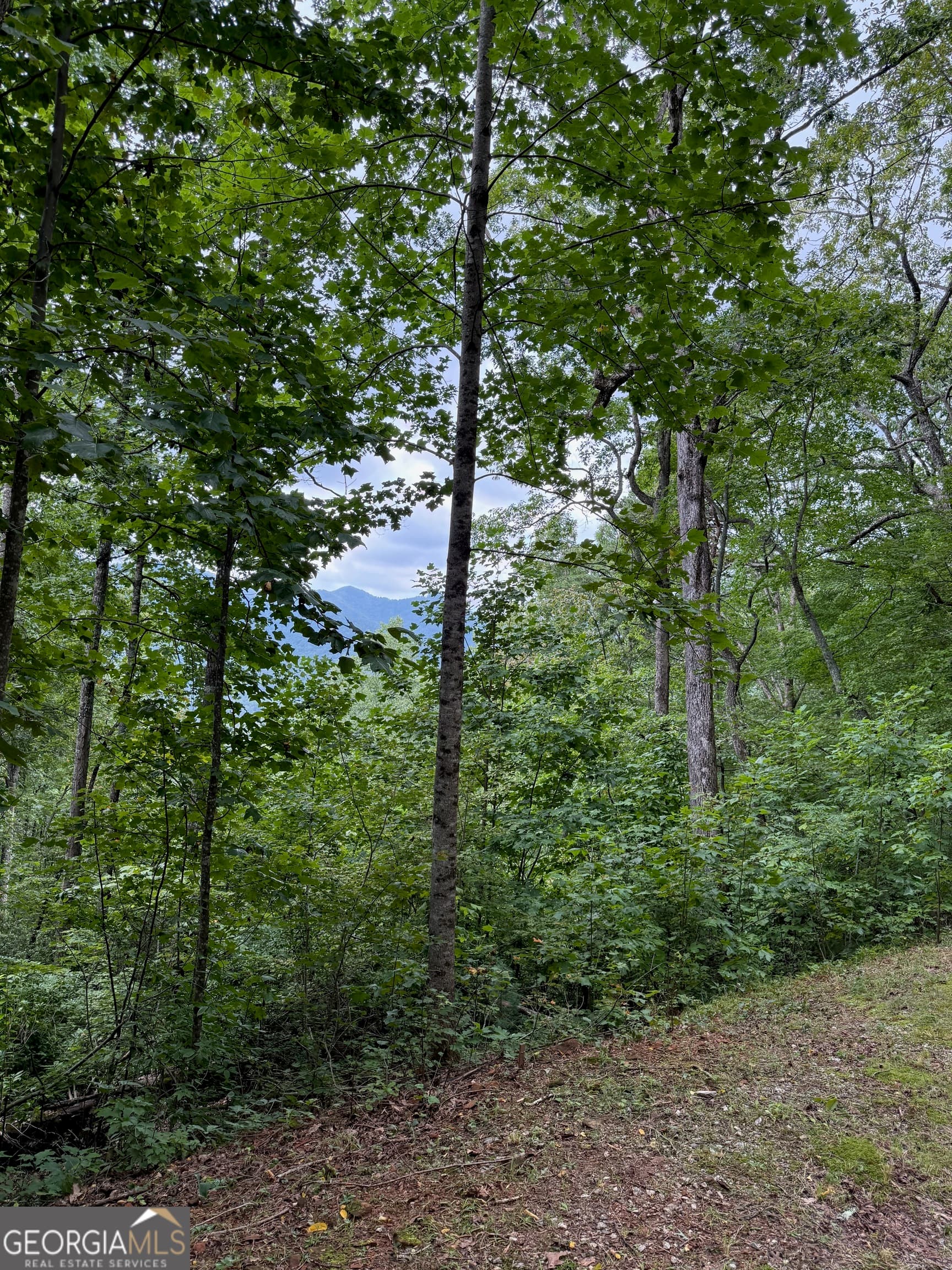 agriculture for sale at LOT 6 Raven Fork Trail, Dillard, GA 30537 — photo 3