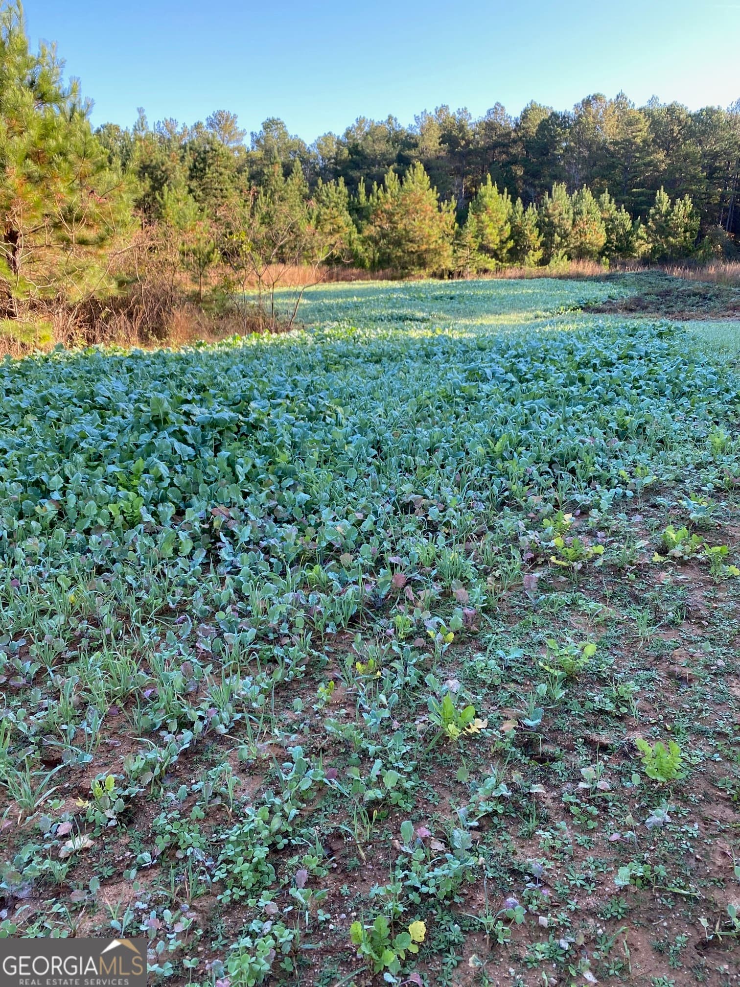 agriculture for sale at 0 Center Hill School Road, Crawfordville, GA 30631 — photo 3