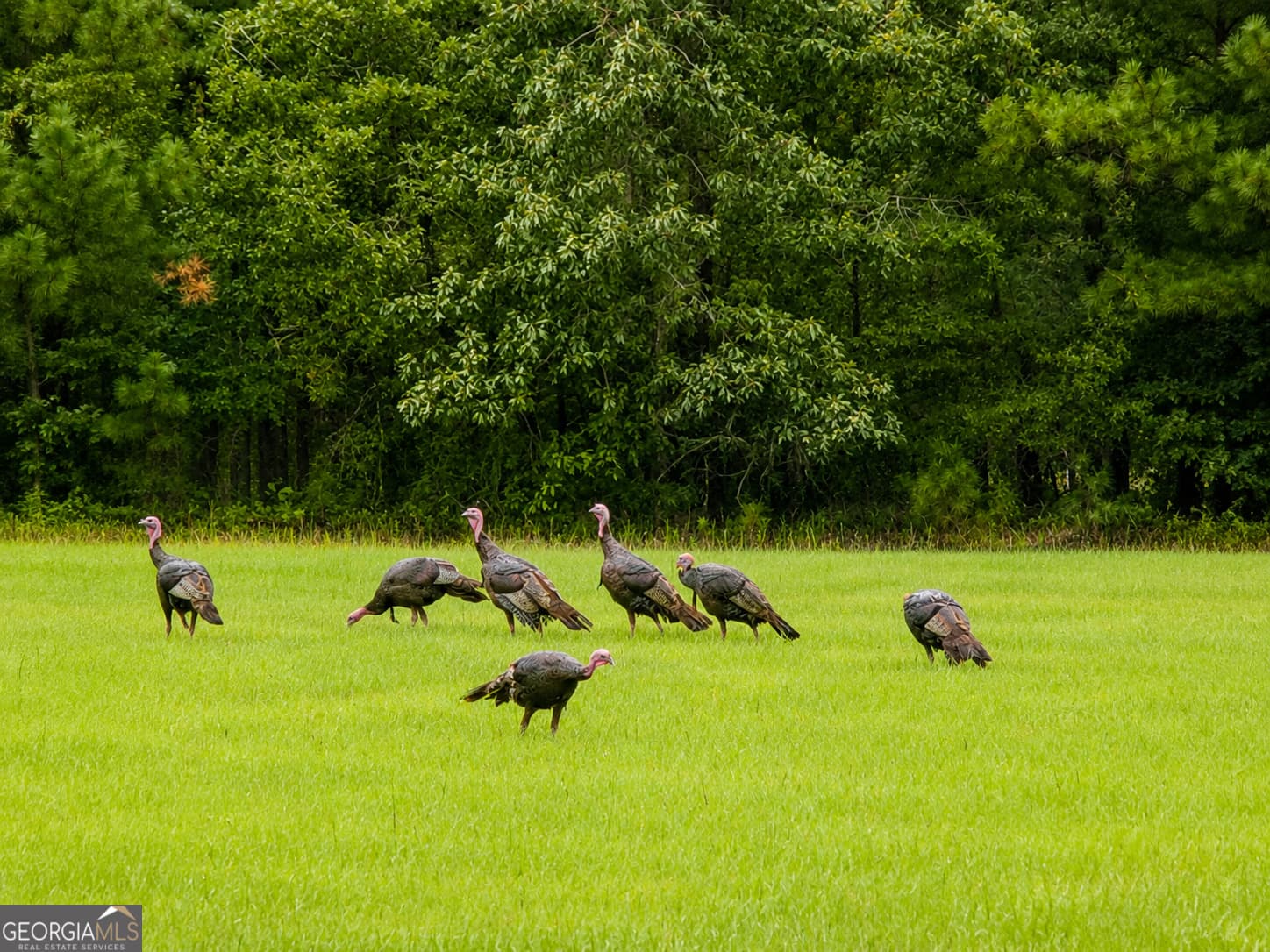 agriculture for sale at 86.92 H B Dixon Road, Sparta, GA 31087 — photo 2
