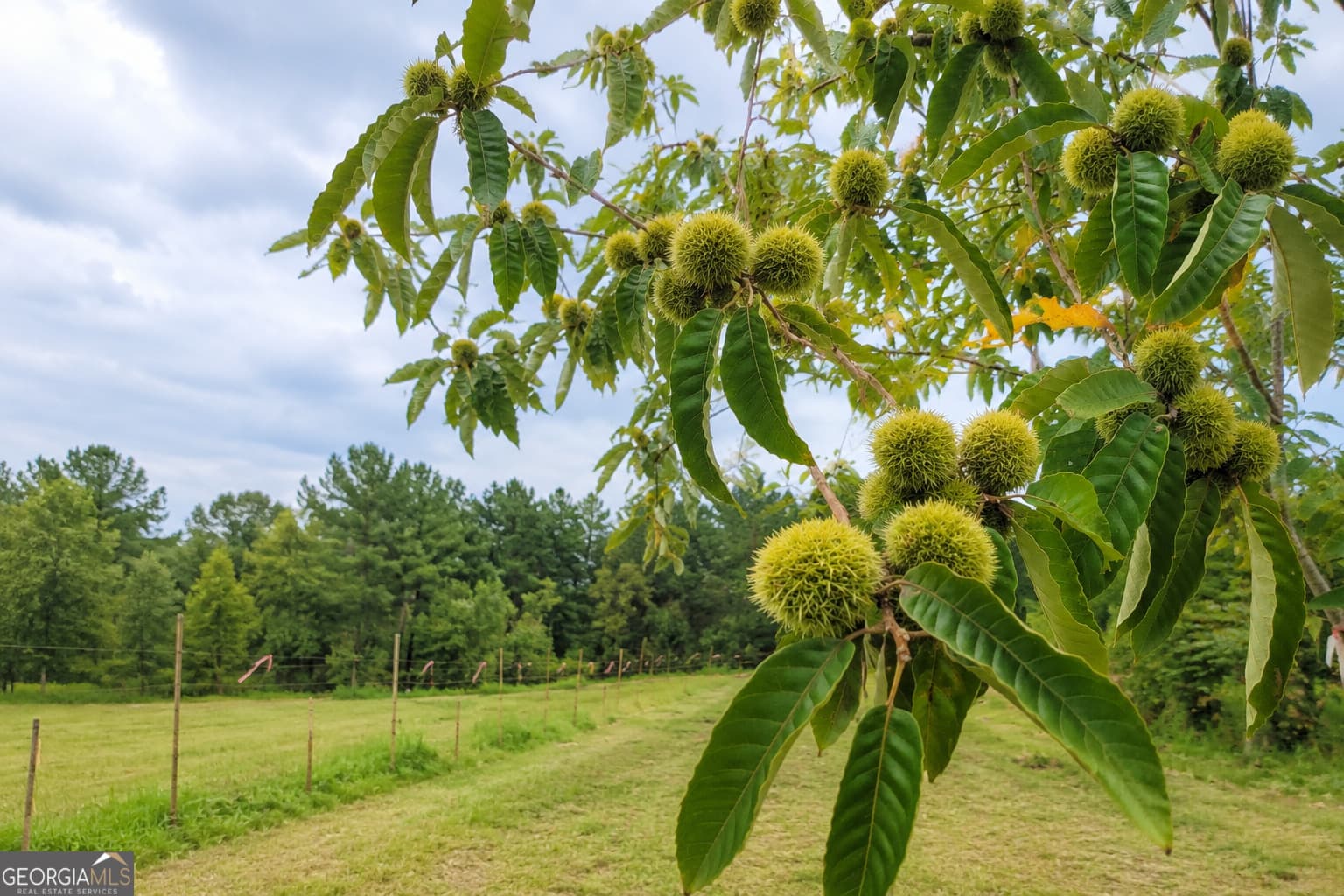 agriculture for sale at 86.92 H B Dixon Road, Sparta, GA 31087 — photo 10