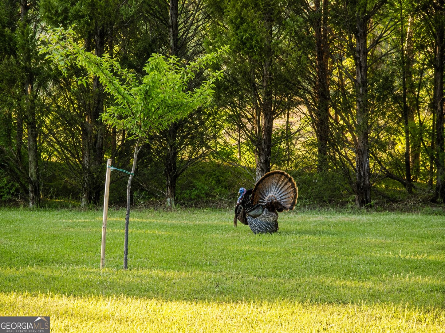 agriculture for sale at 86.92 H B Dixon Road, Sparta, GA 31087 — photo 8