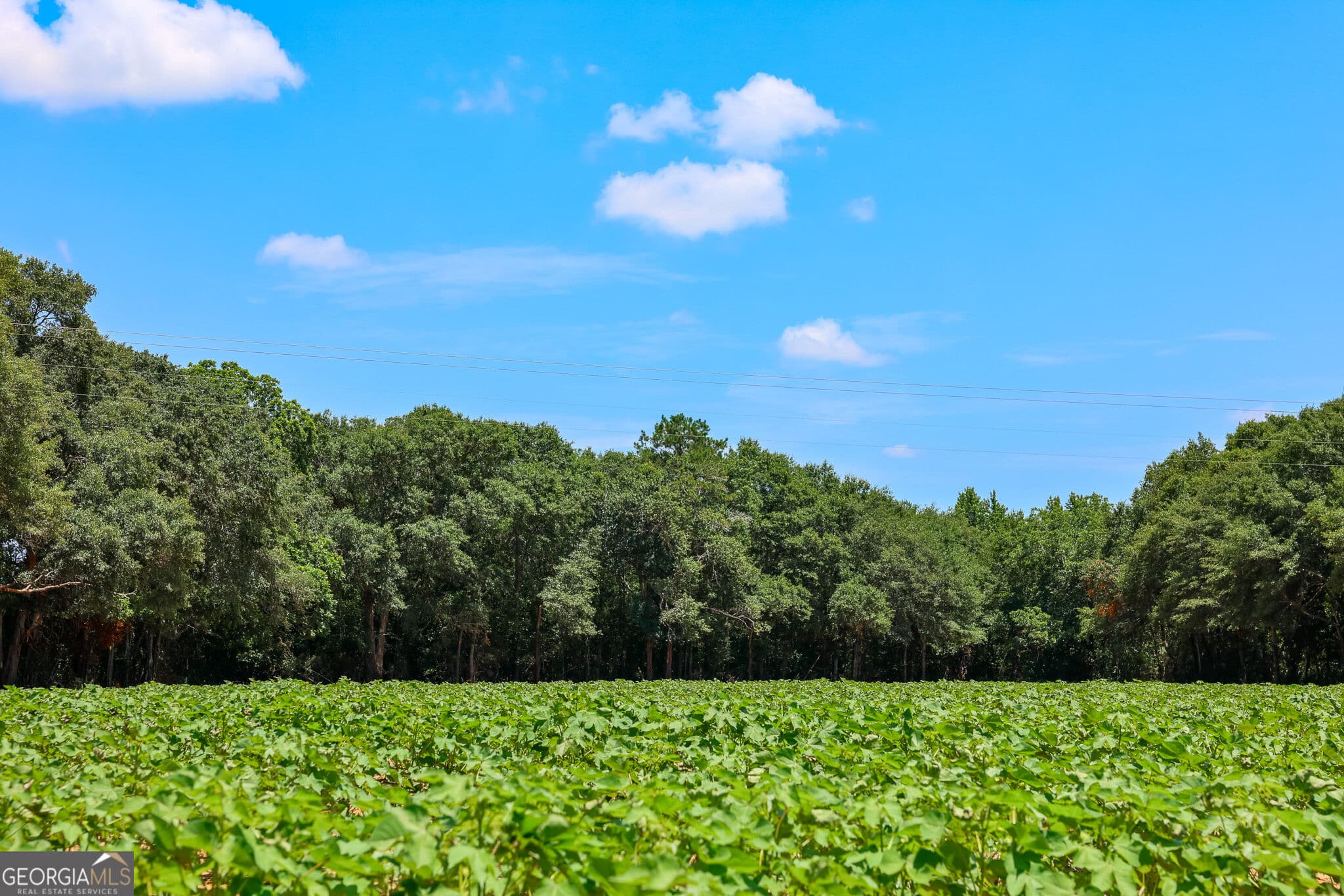 agriculture under contract at 2 Fern Street, Edison, GA 39846 — photo 3