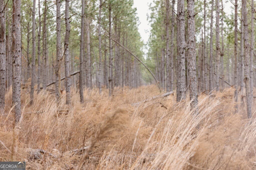 agriculture for sale at 0 Bunn Store Road TRACT 2, Midville, GA 30441 — photo 3