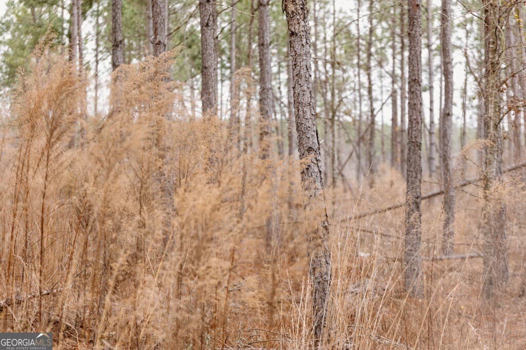 agriculture for sale at 0 Bunn Store Road TRACT 2, Midville, GA 30441 — photo 4