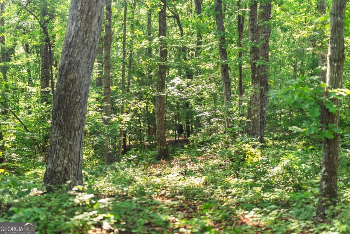 agriculture for sale at 0 Prospect Road, Carnesville, GA 30521 — photo 8