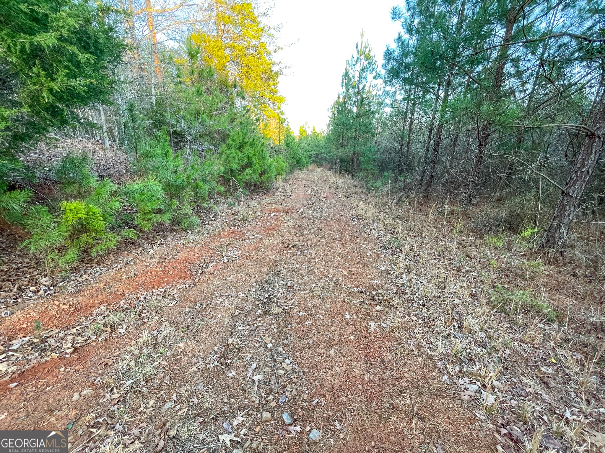 unimproved land for sale at 91 +/- Acres on Fosters Mill Rd. (GA Hwy 100), Cave Spring, GA 30124 — photo 7