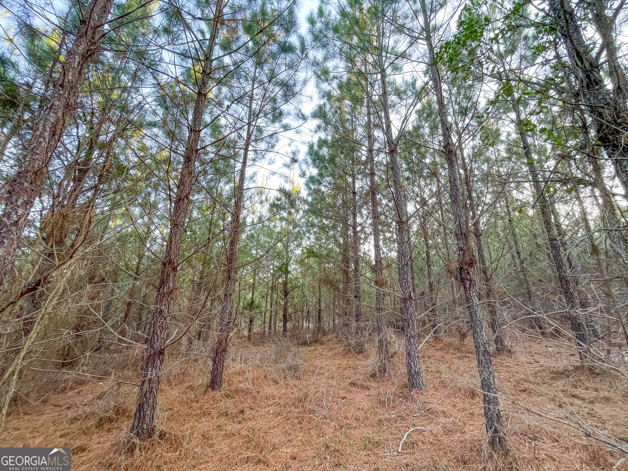 unimproved land for sale at 91 +/- Acres on Fosters Mill Rd. (GA Hwy 100), Cave Spring, GA 30124 — photo 3
